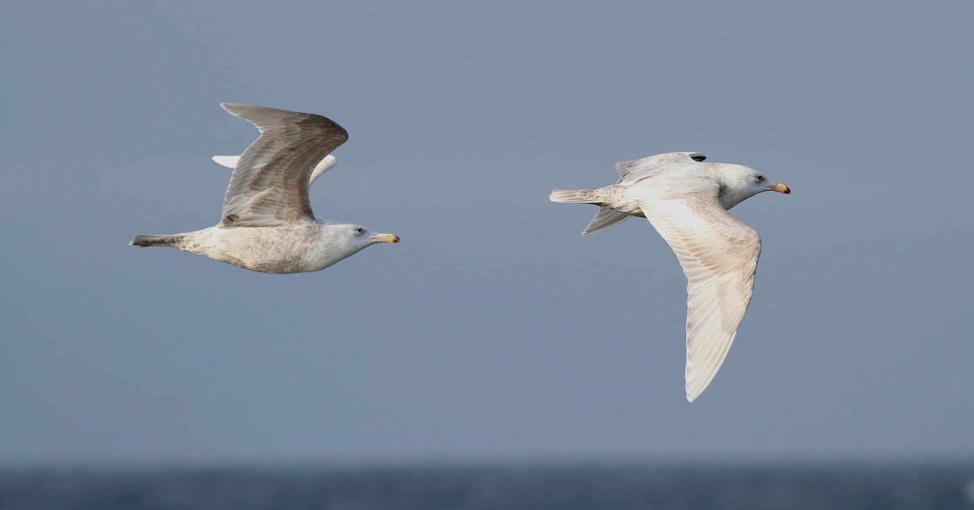 Glaucous Gull / Vittrut (Larus hyperboreus)