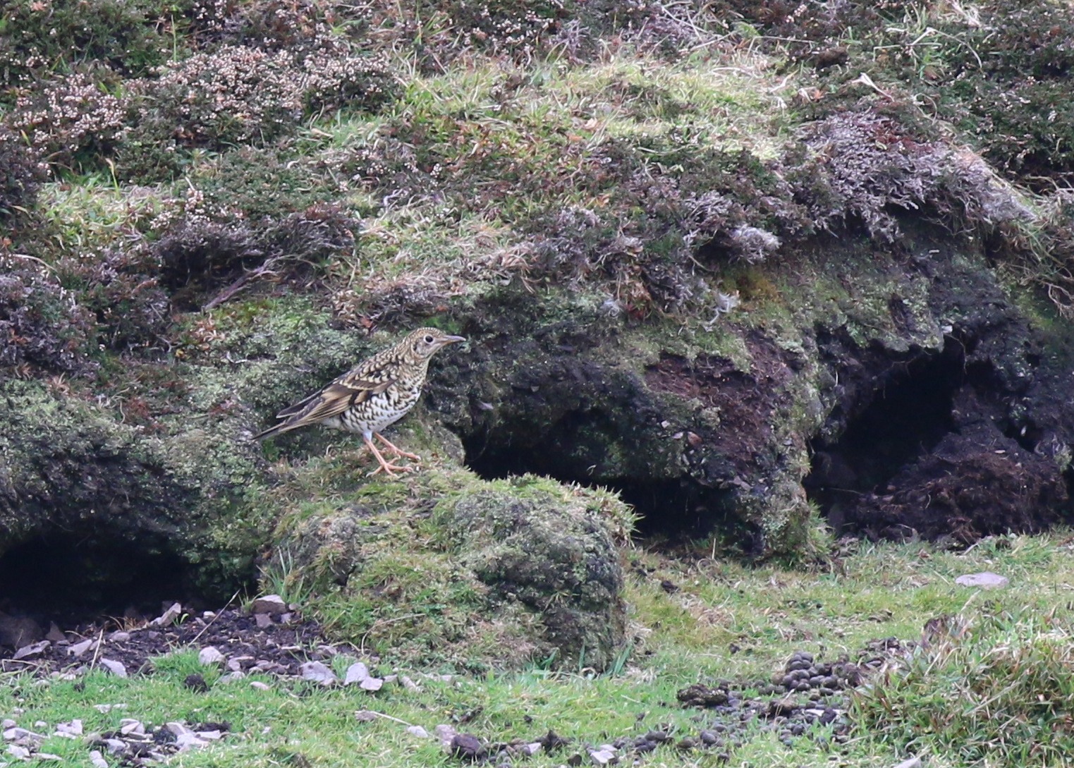 whites thrush, Fair Isle, Shetlands