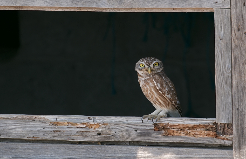 Steenuil (Little Owl)