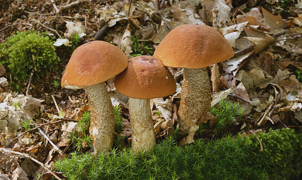Oranje Berkenboleet (Leccinum versipelle)