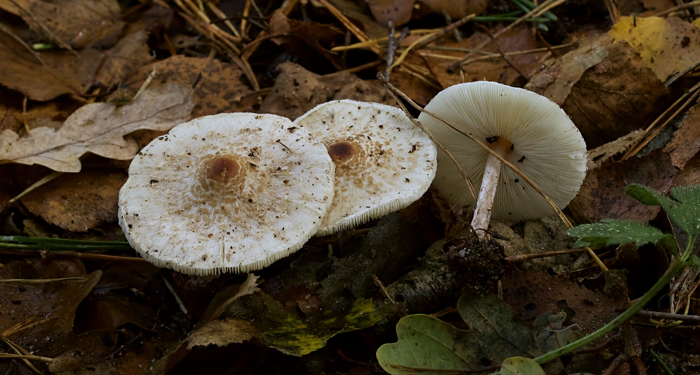 Stinkparasolzwam (Lepiota cristata)