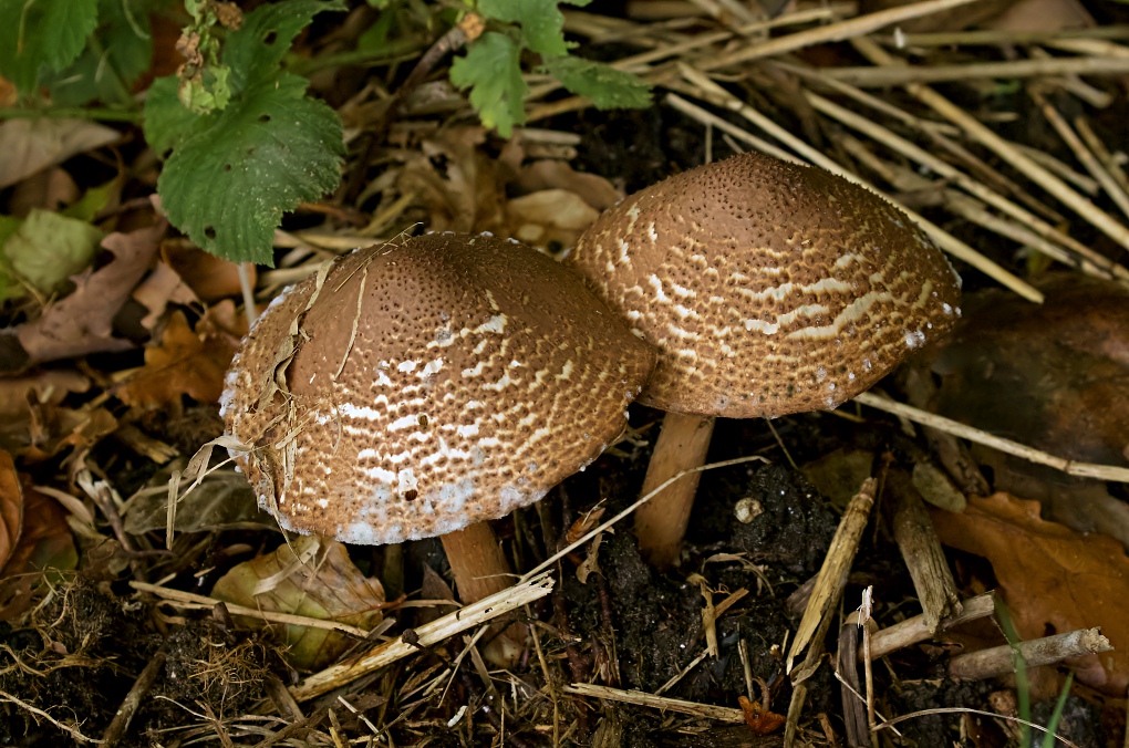 Spitsschubbige Parasolzwam (Lepiota aspera)