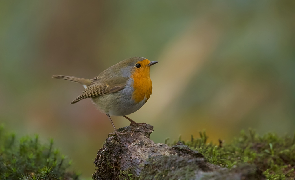 Roodborst (European Robin)