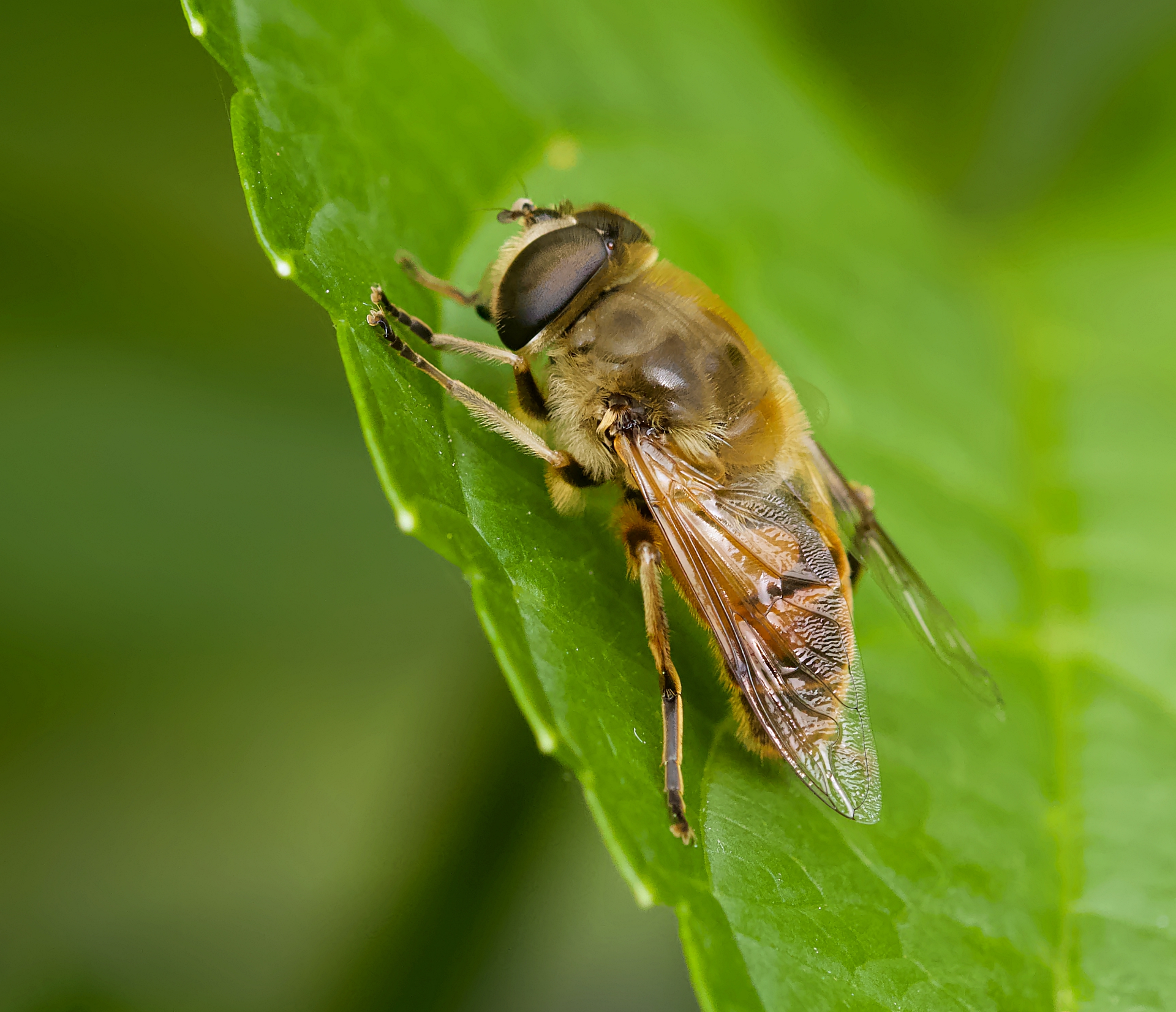 Blinde Bij (Eristalis tenax) - Dronefly