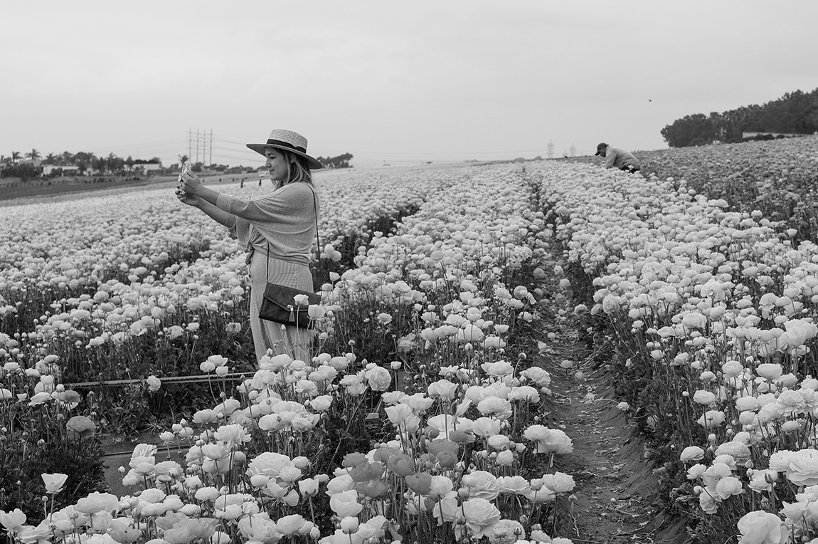 Work and Play in the Flower Fields 2
