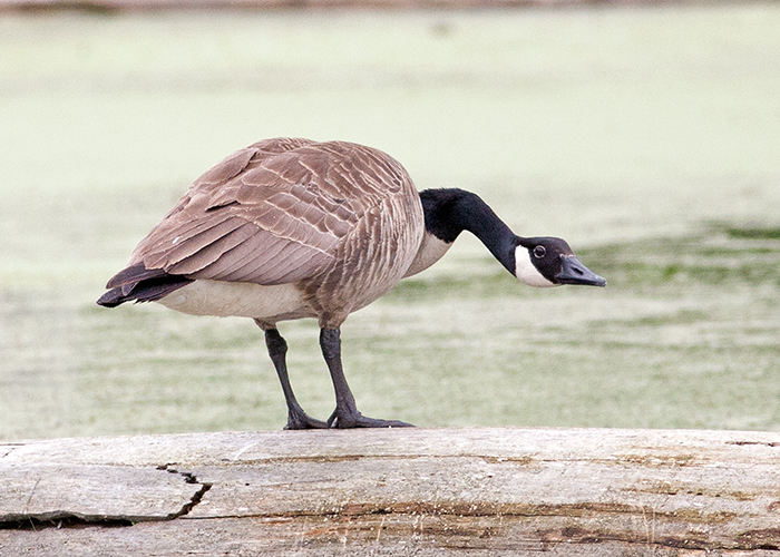 Goose on Guard