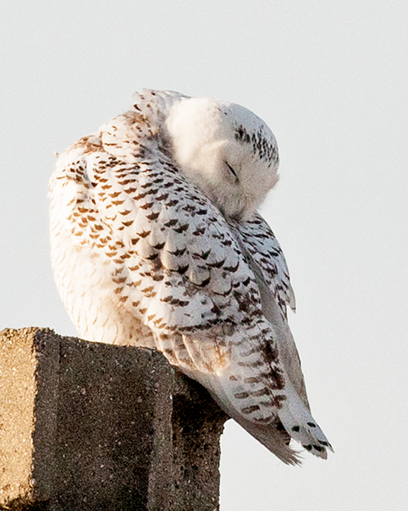 Snoozing Snowy