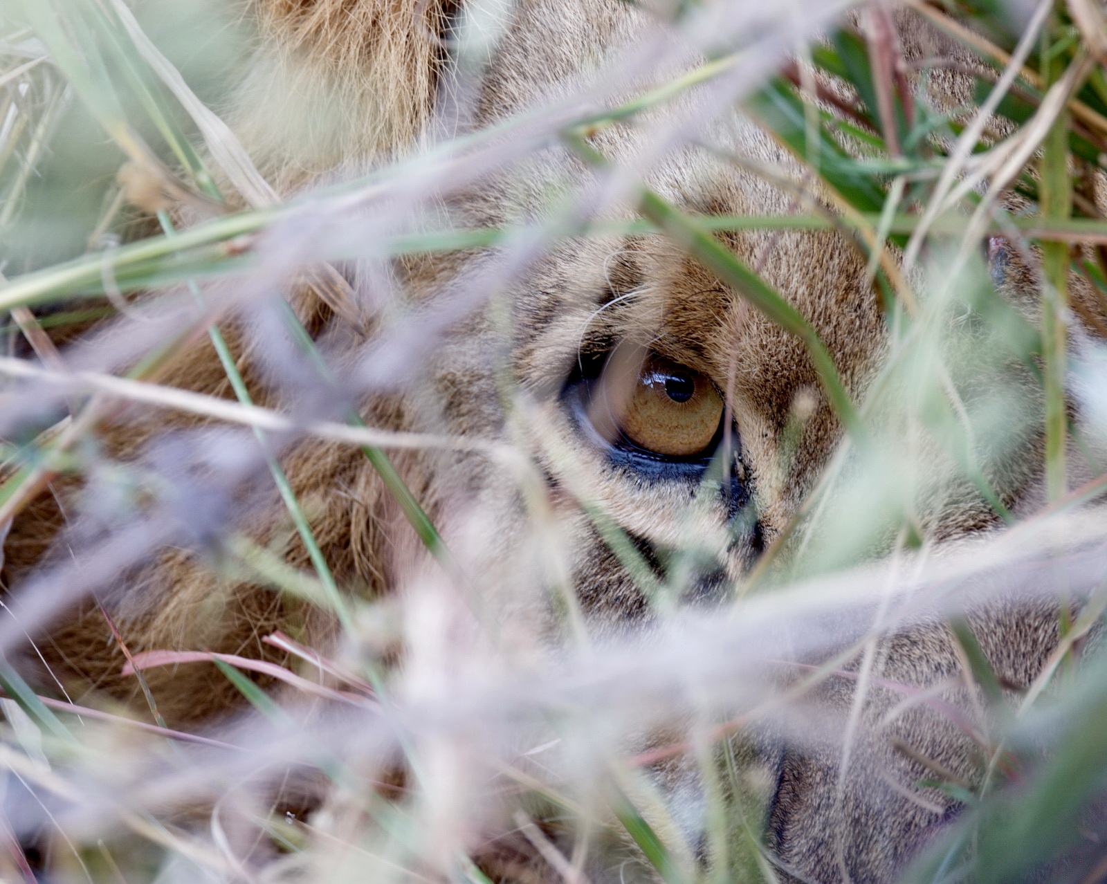 Lion!
