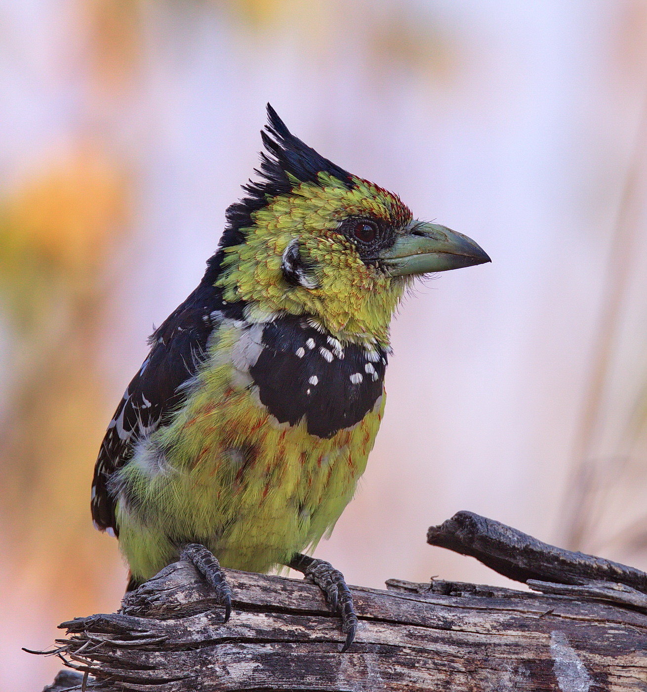 Crested Barbet