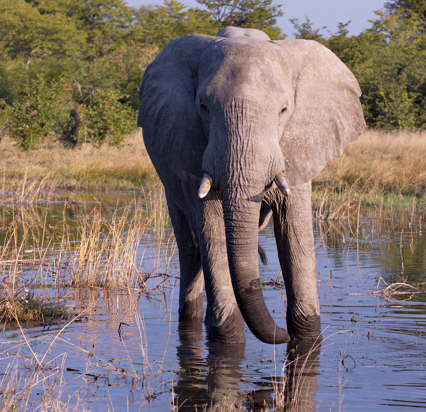 Elephant Drinking
