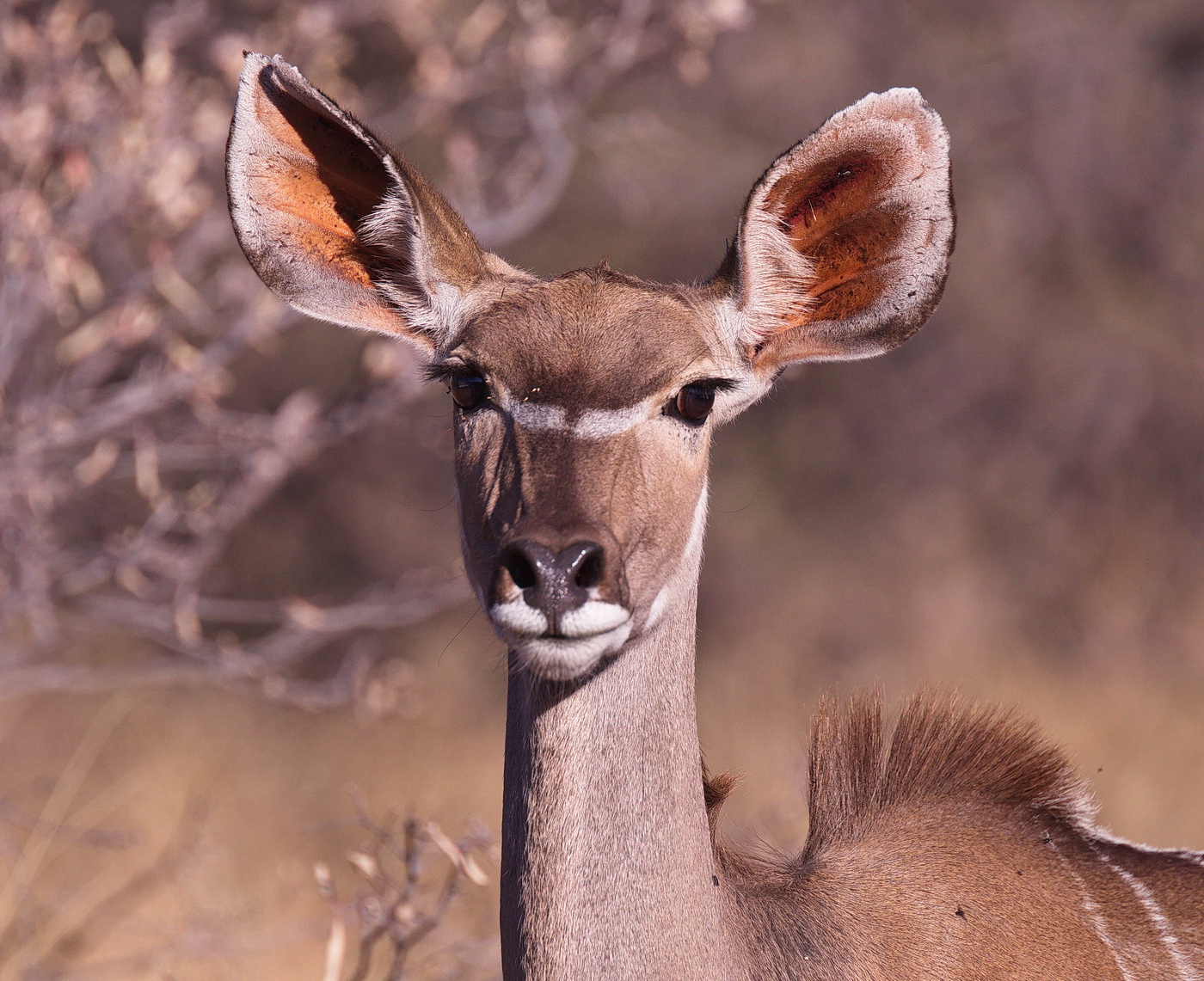 Kudu female