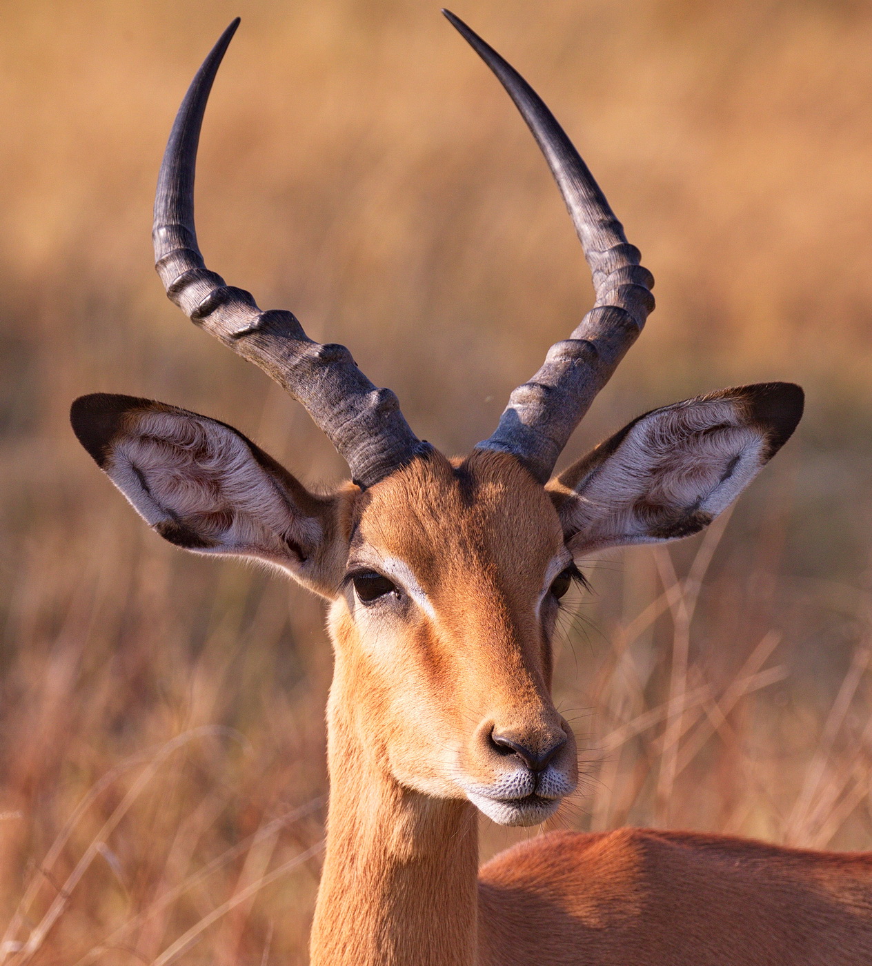 Male Impala