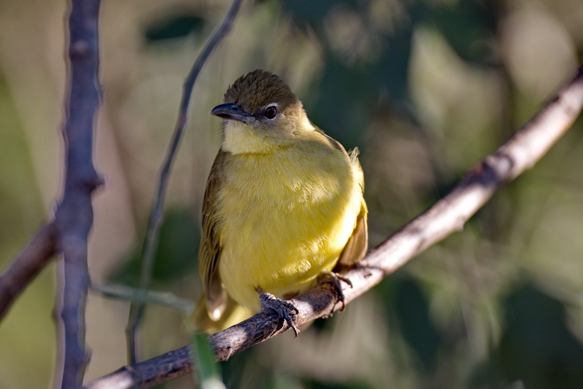 Yellow Bellied Greenbul - I think... ;-)