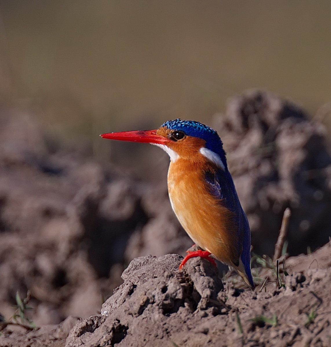 Malachite Kingfisher