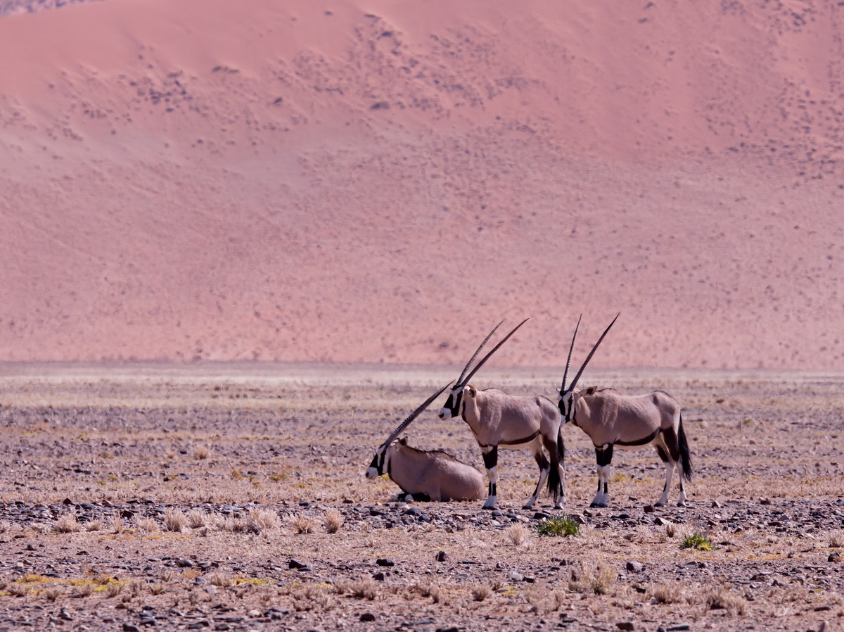 Oryx
