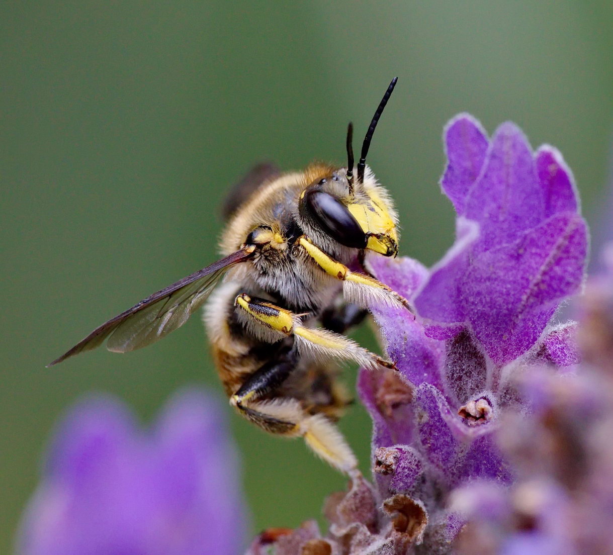 Wool Carder Bee