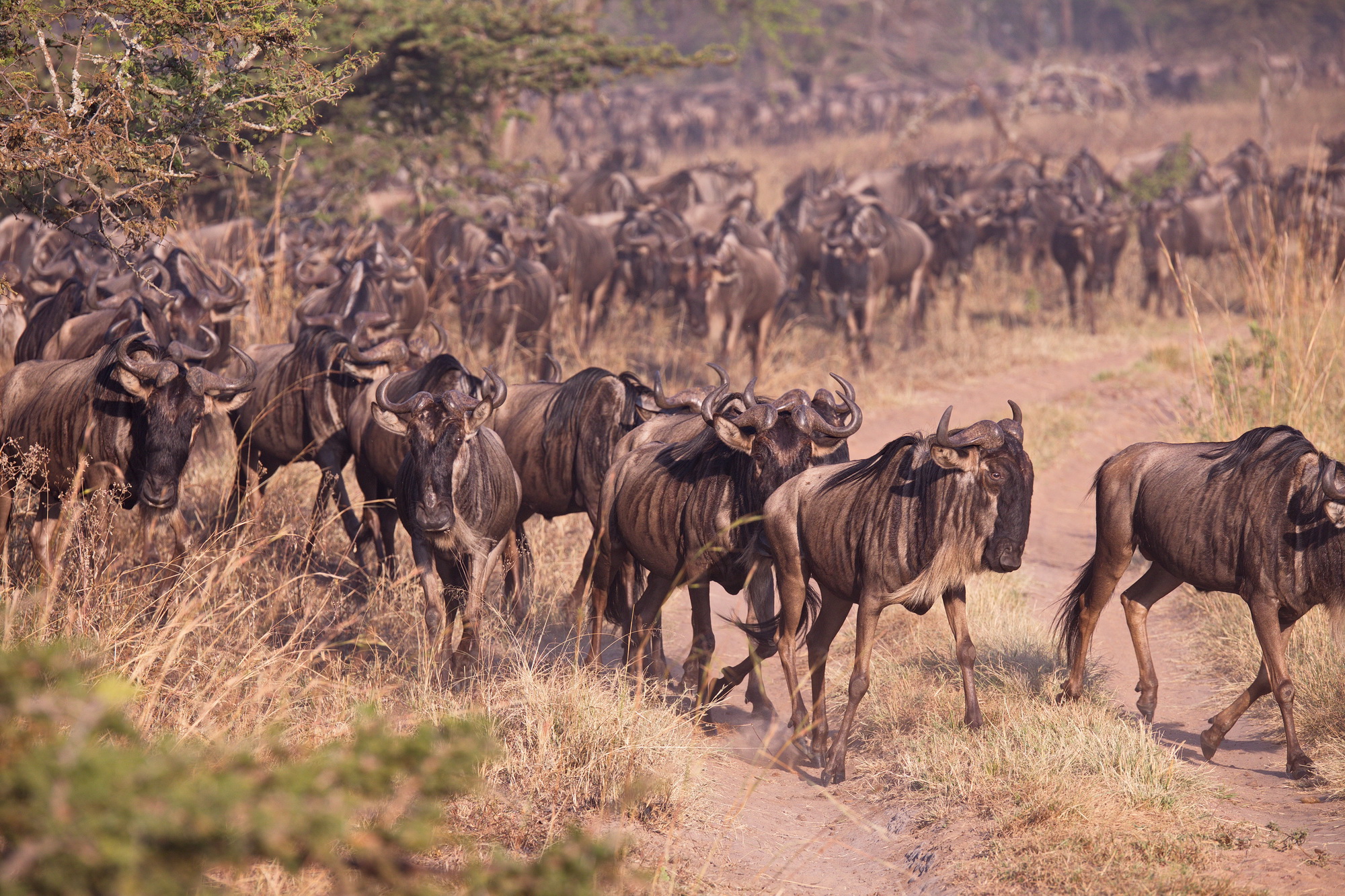 Wildebeest - The Migration