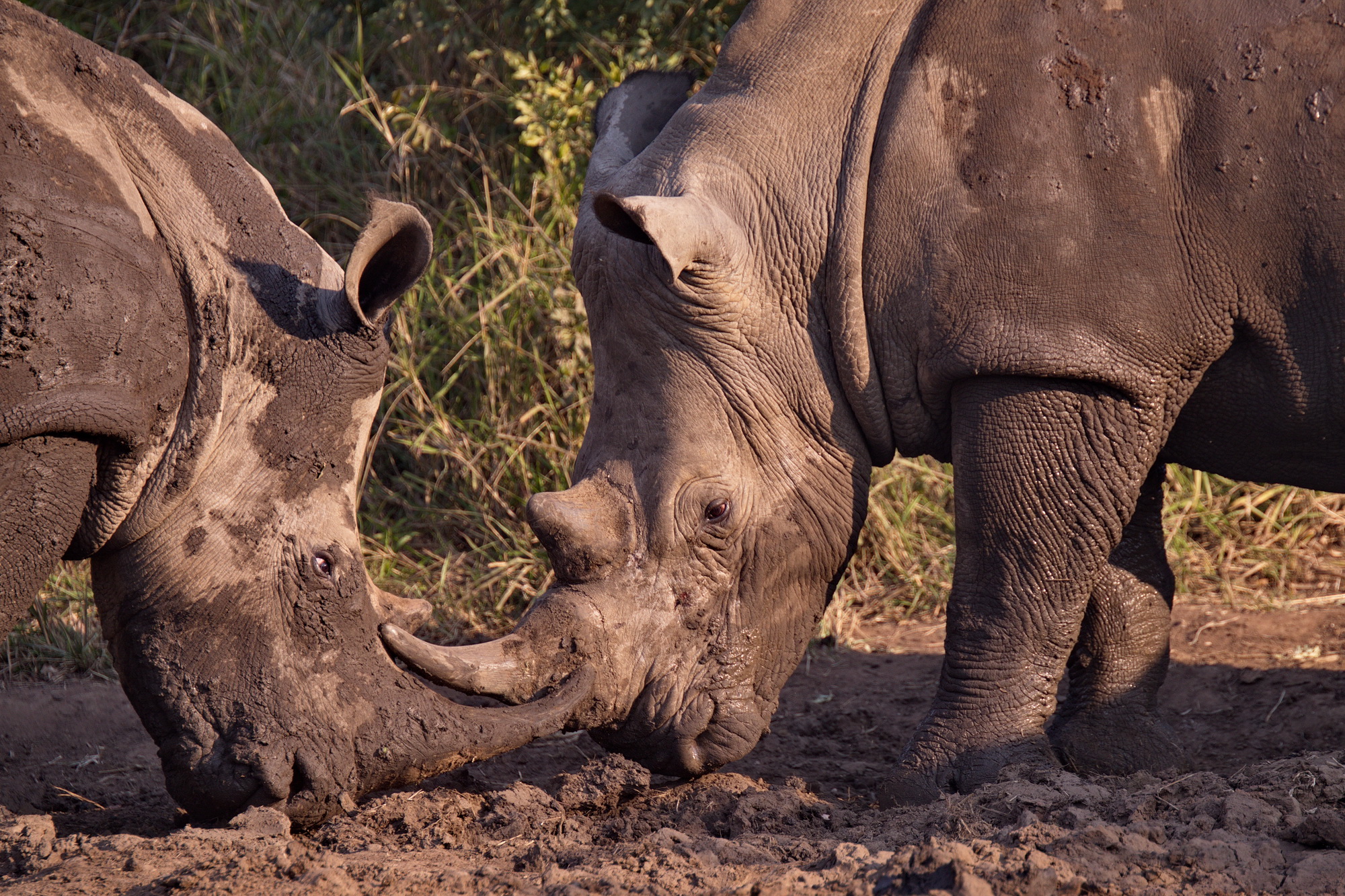 Black Rhinos