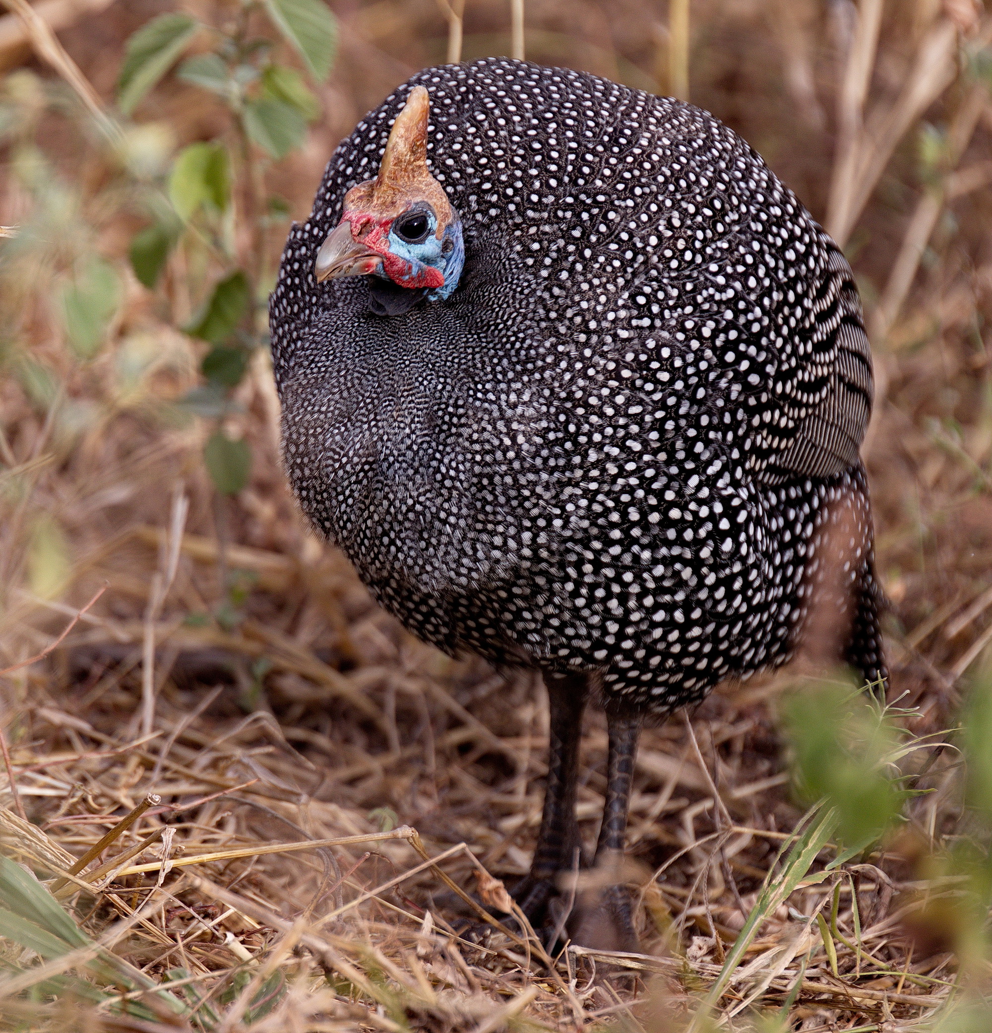 Guinea Fowl