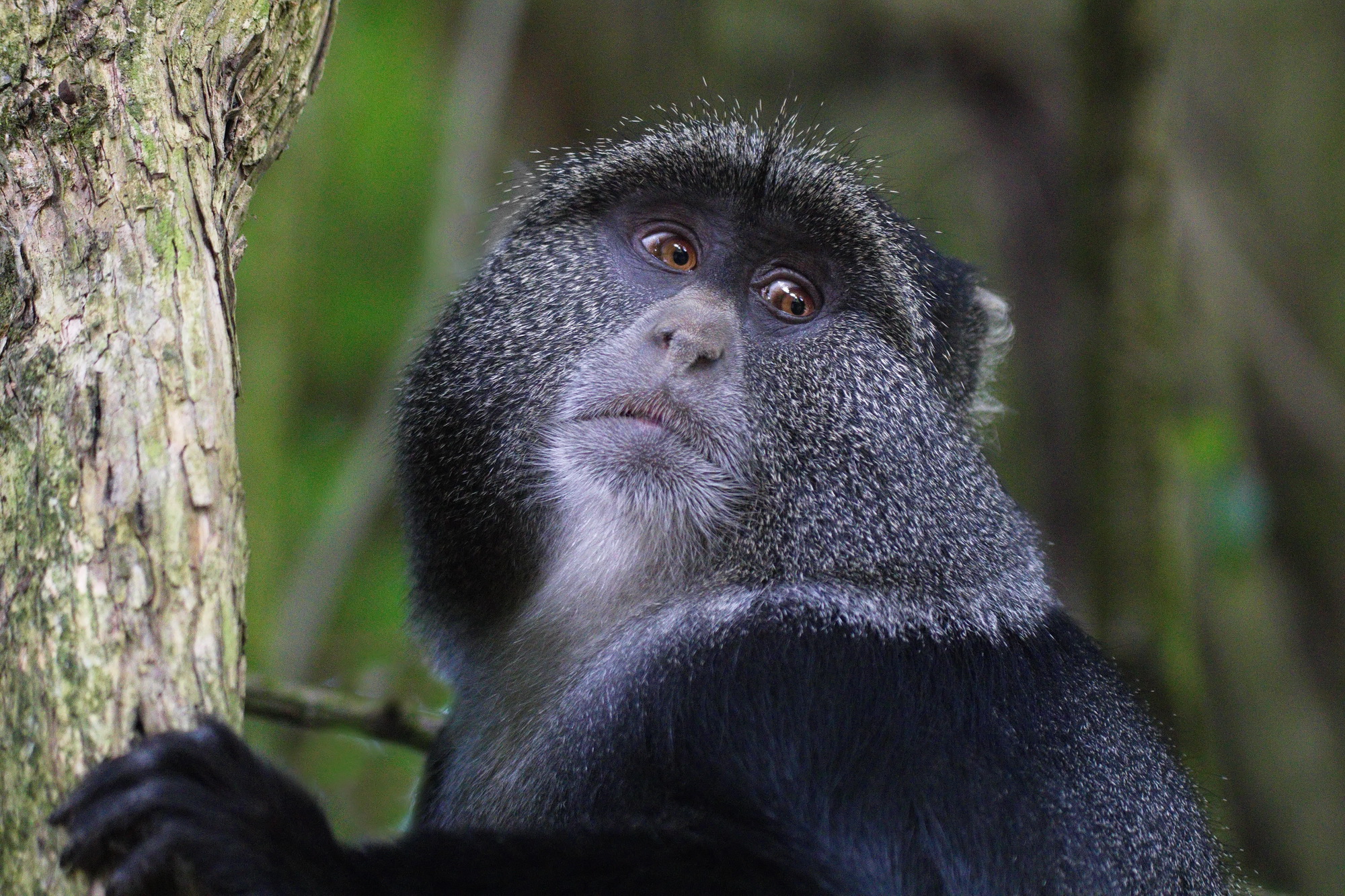 Blue Monkey