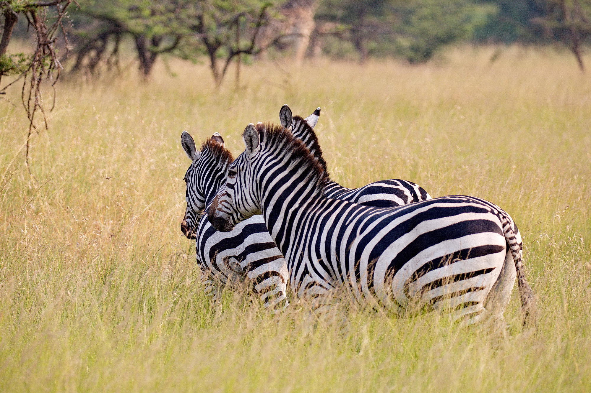 Zebra