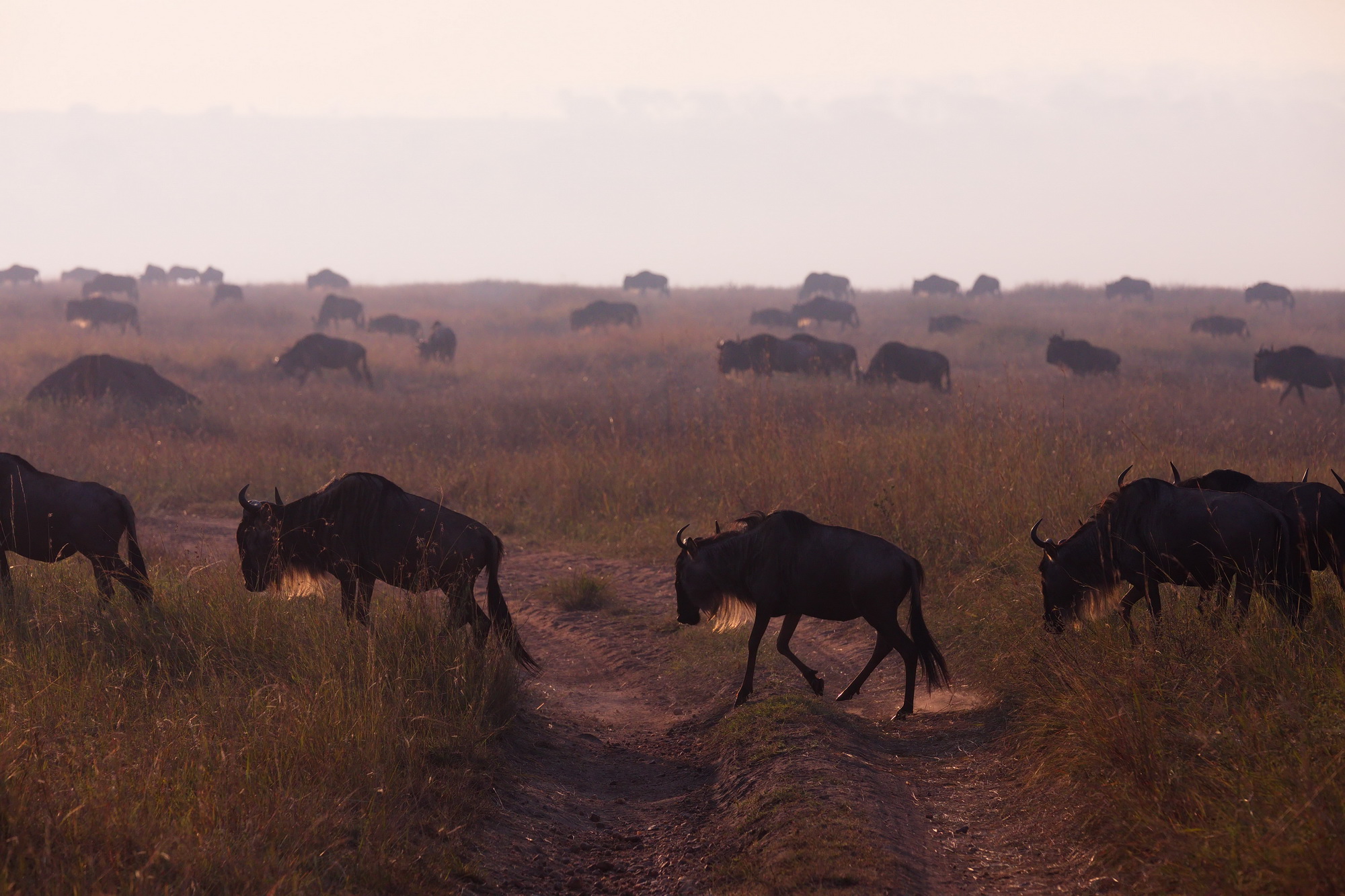 Wildebeest - The Migration
