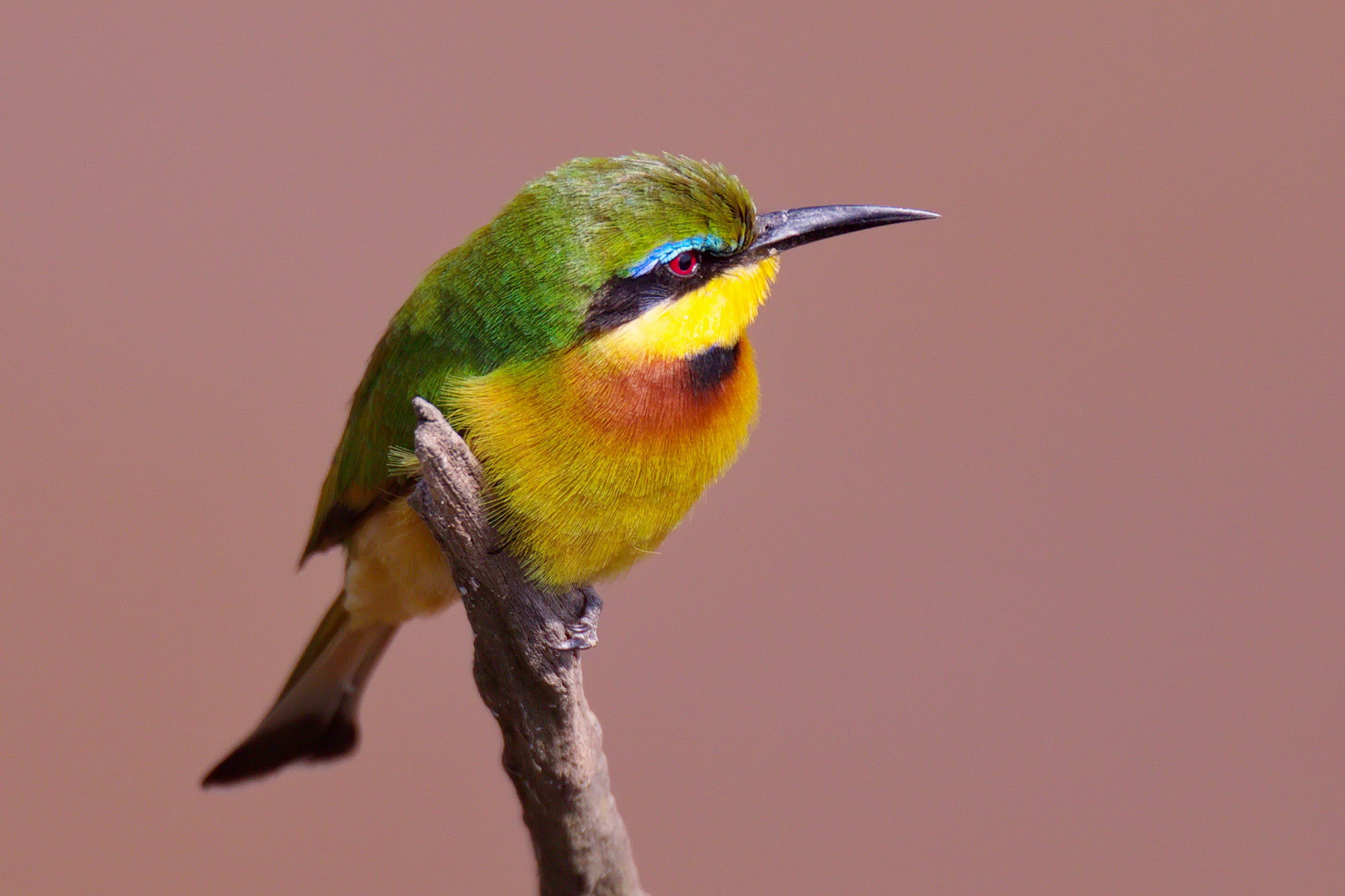 Little Bee Eater