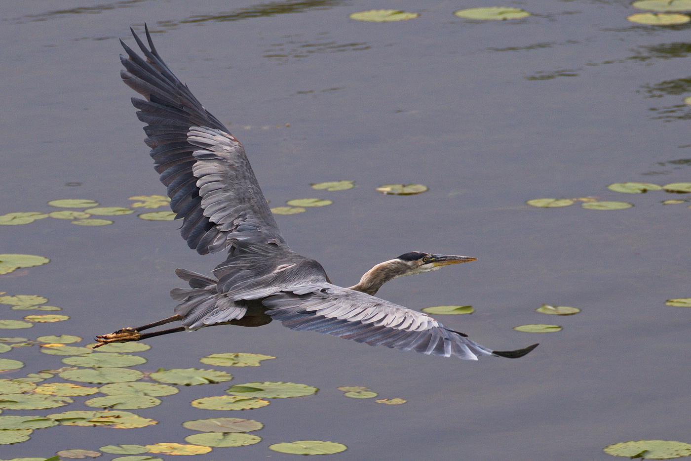 Great Blue Heron