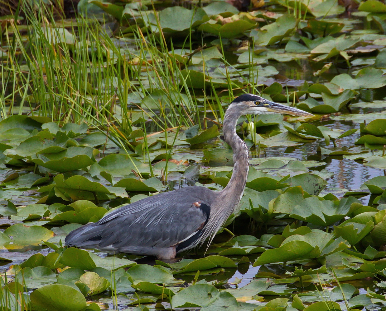 Great Blue Heron