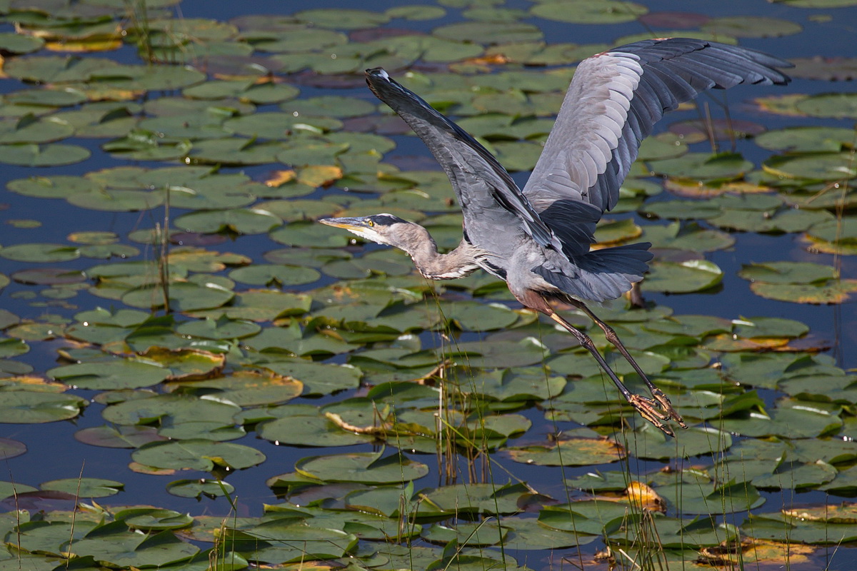 Taking Flight