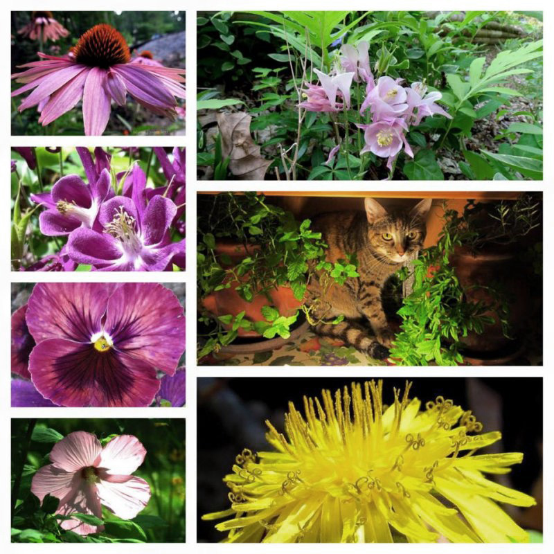 Edible Plants & Flowers