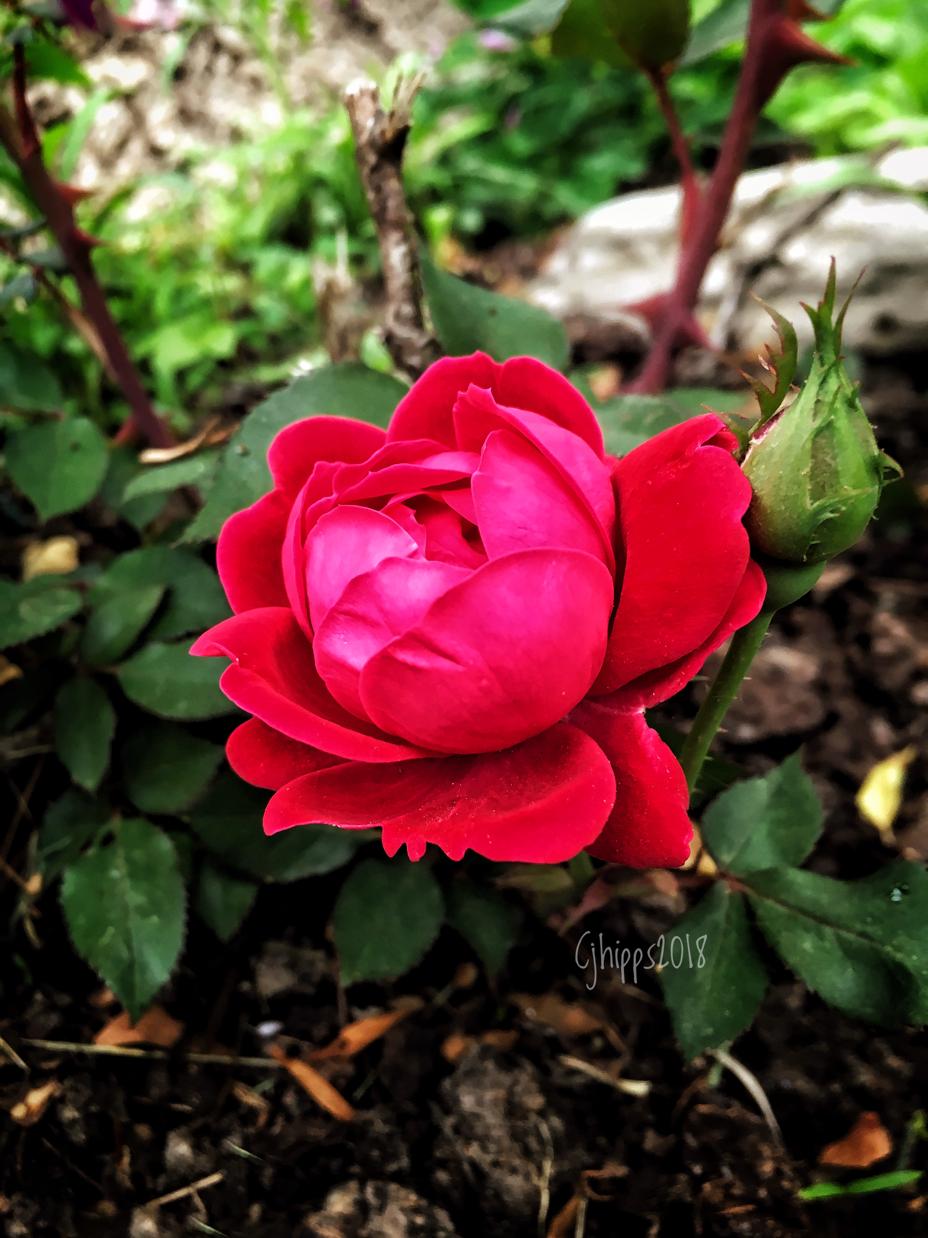 Knockout Rose