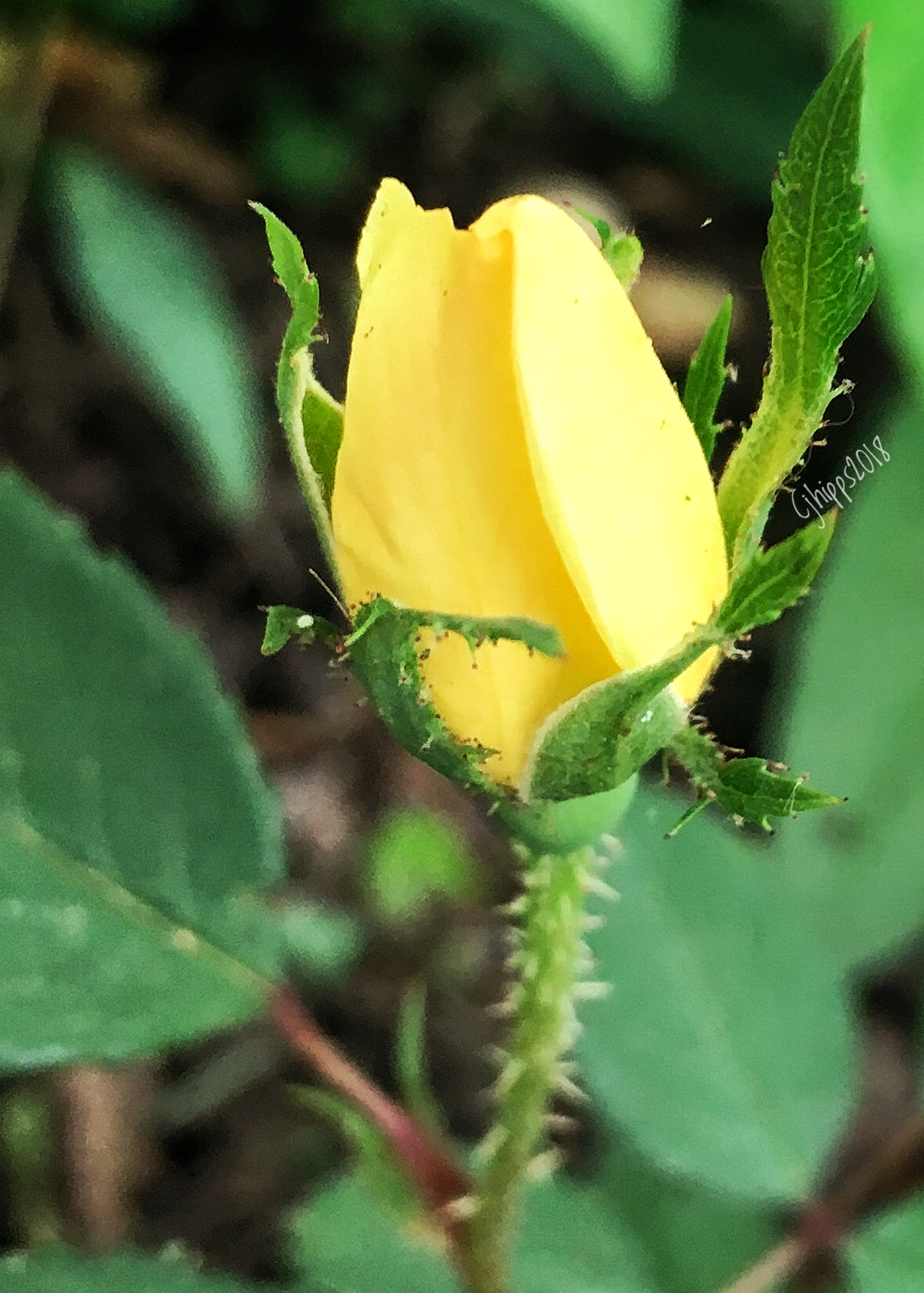 Knockout Rosebud