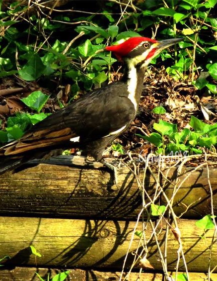 Pileated Woodpecker