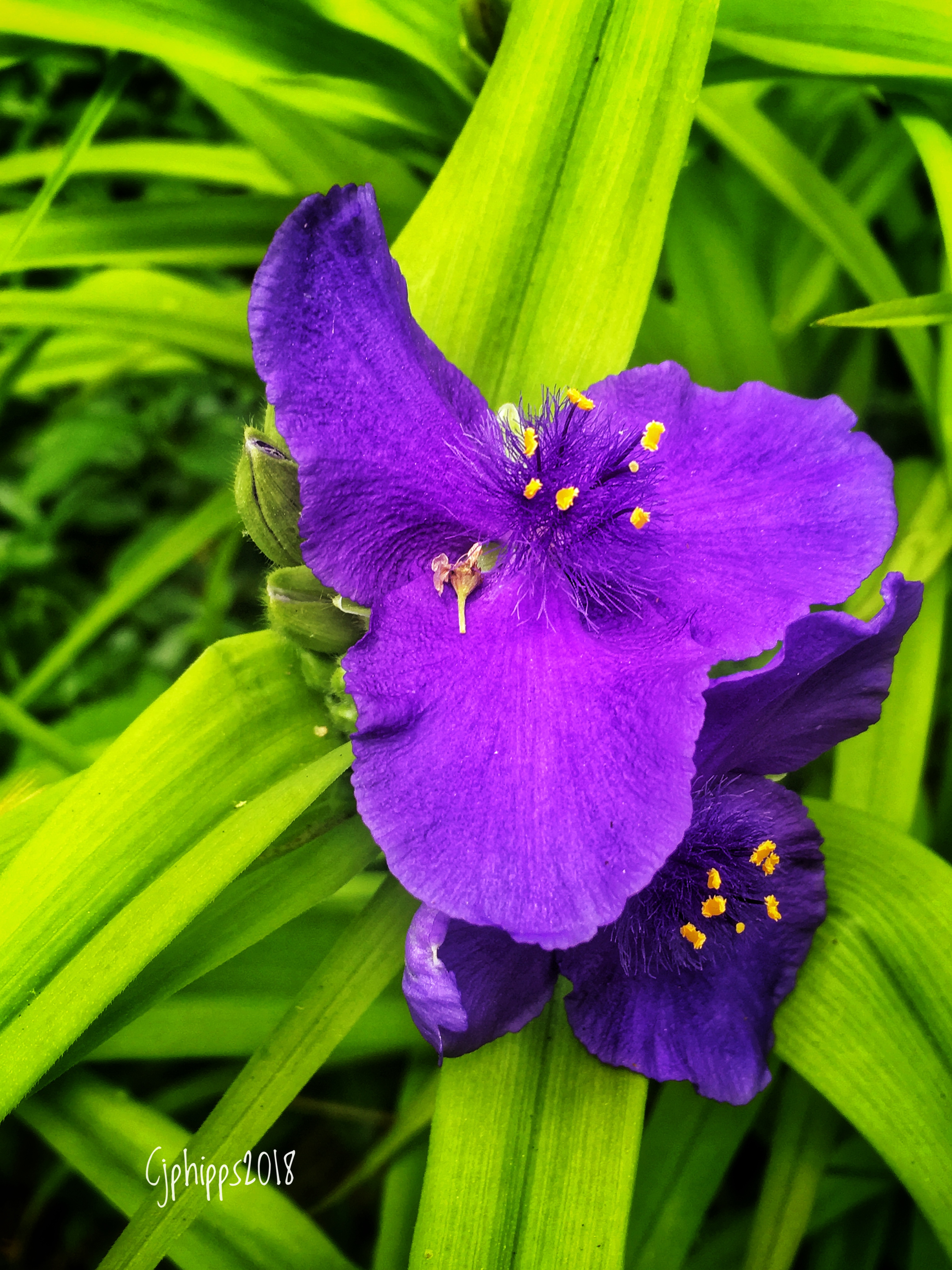 Spiderwort