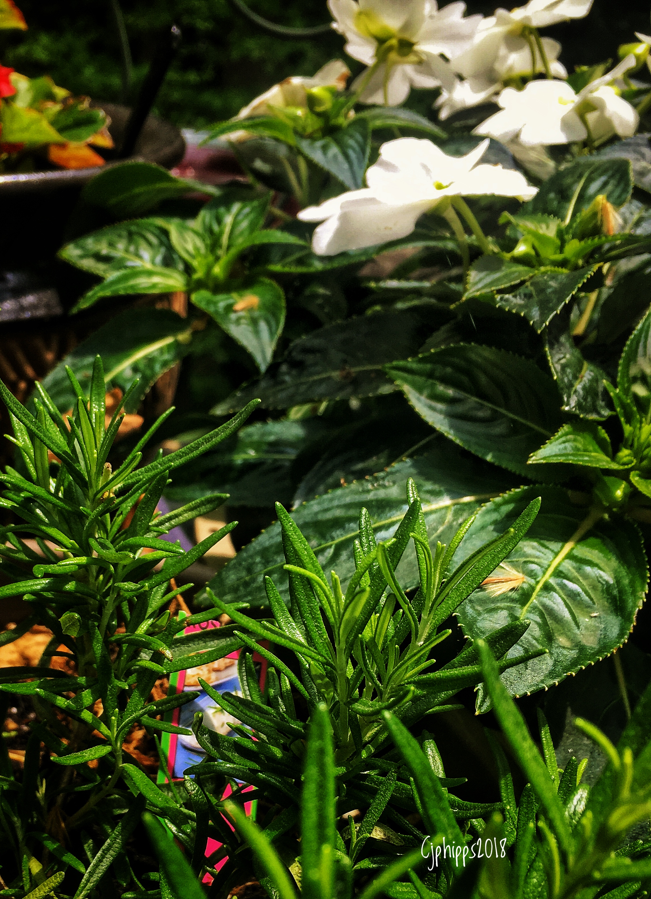 Rosemary-Begonia-Impatience