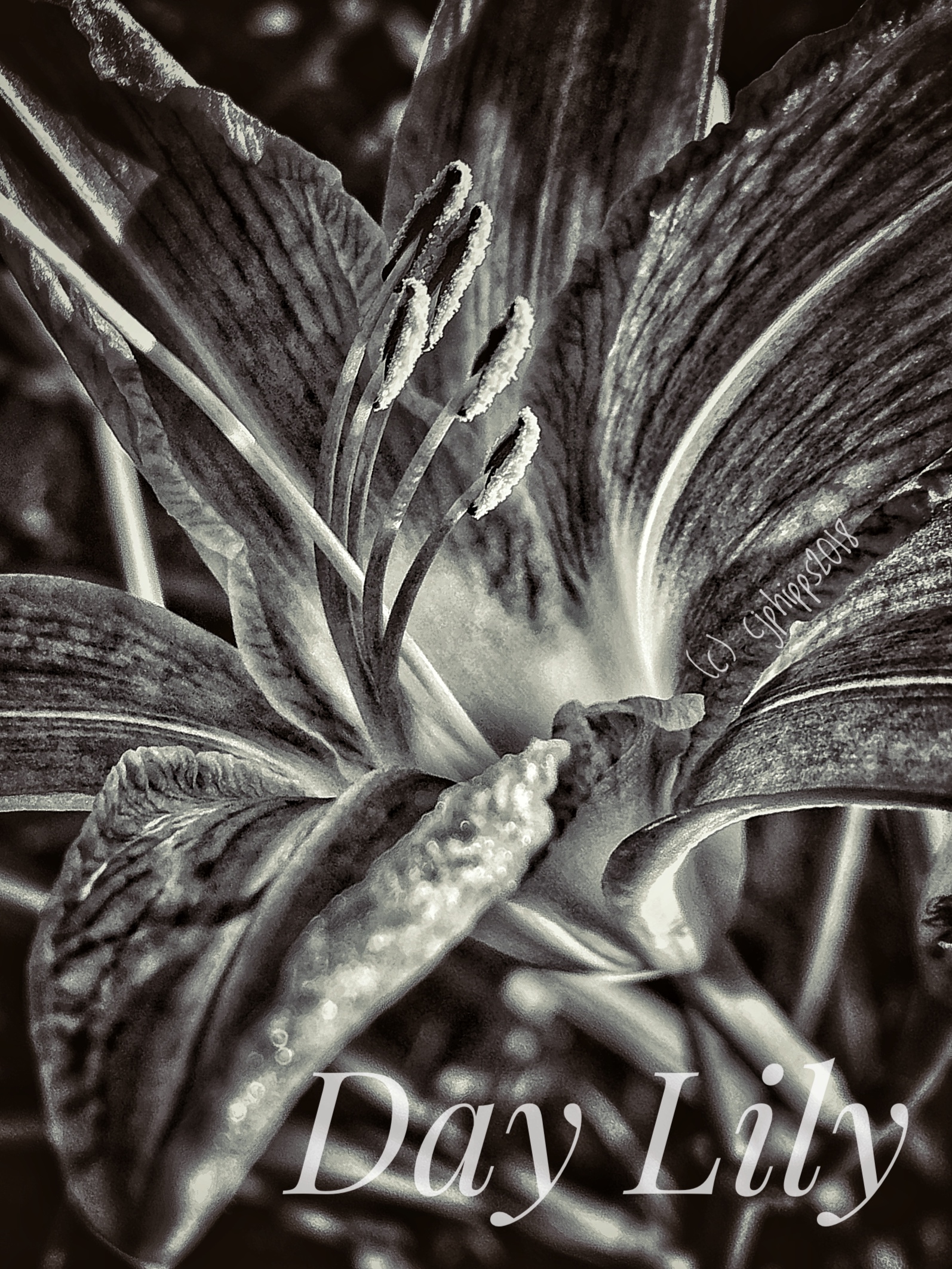 Day Lily