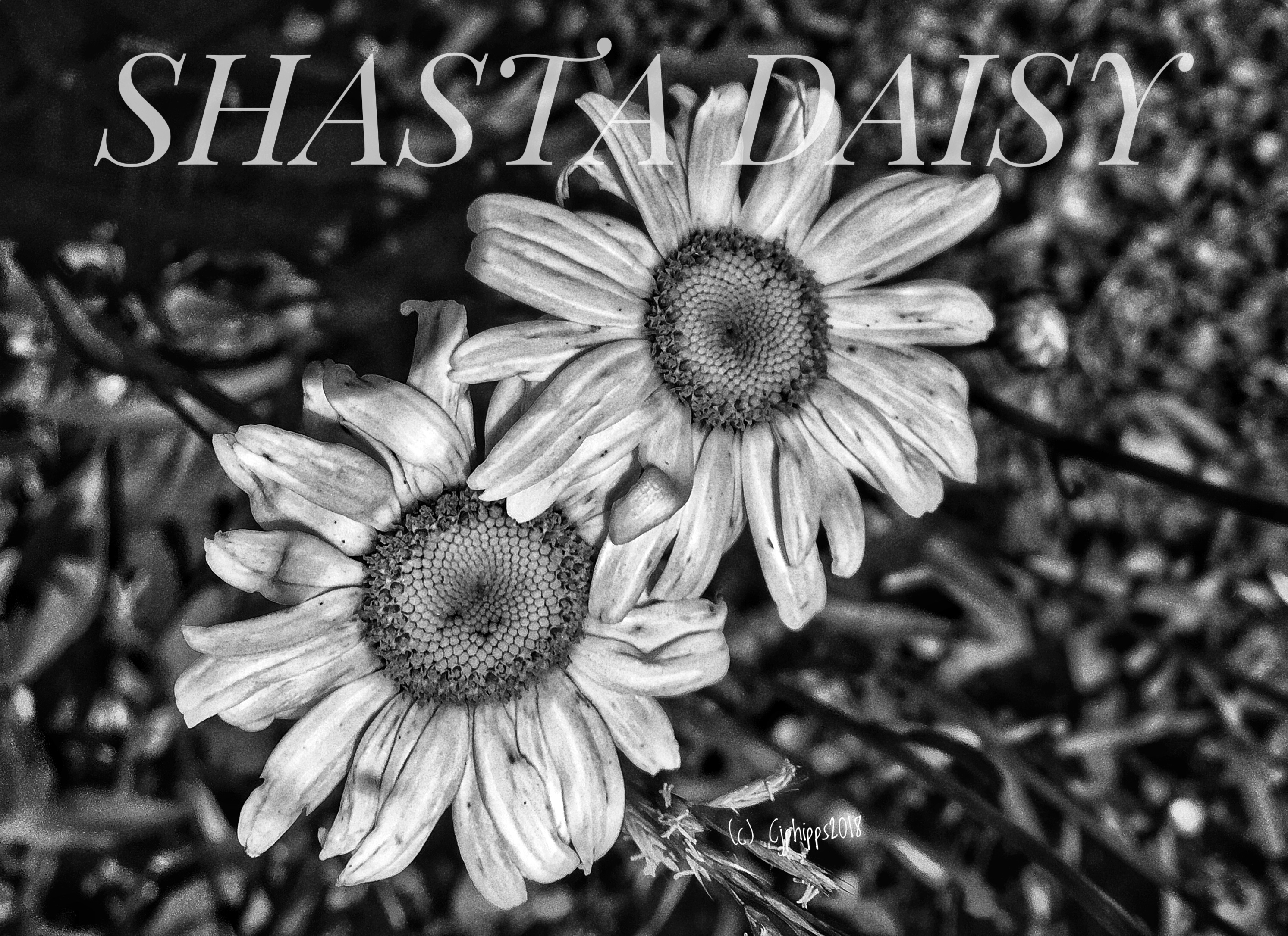 Shasta Daisy