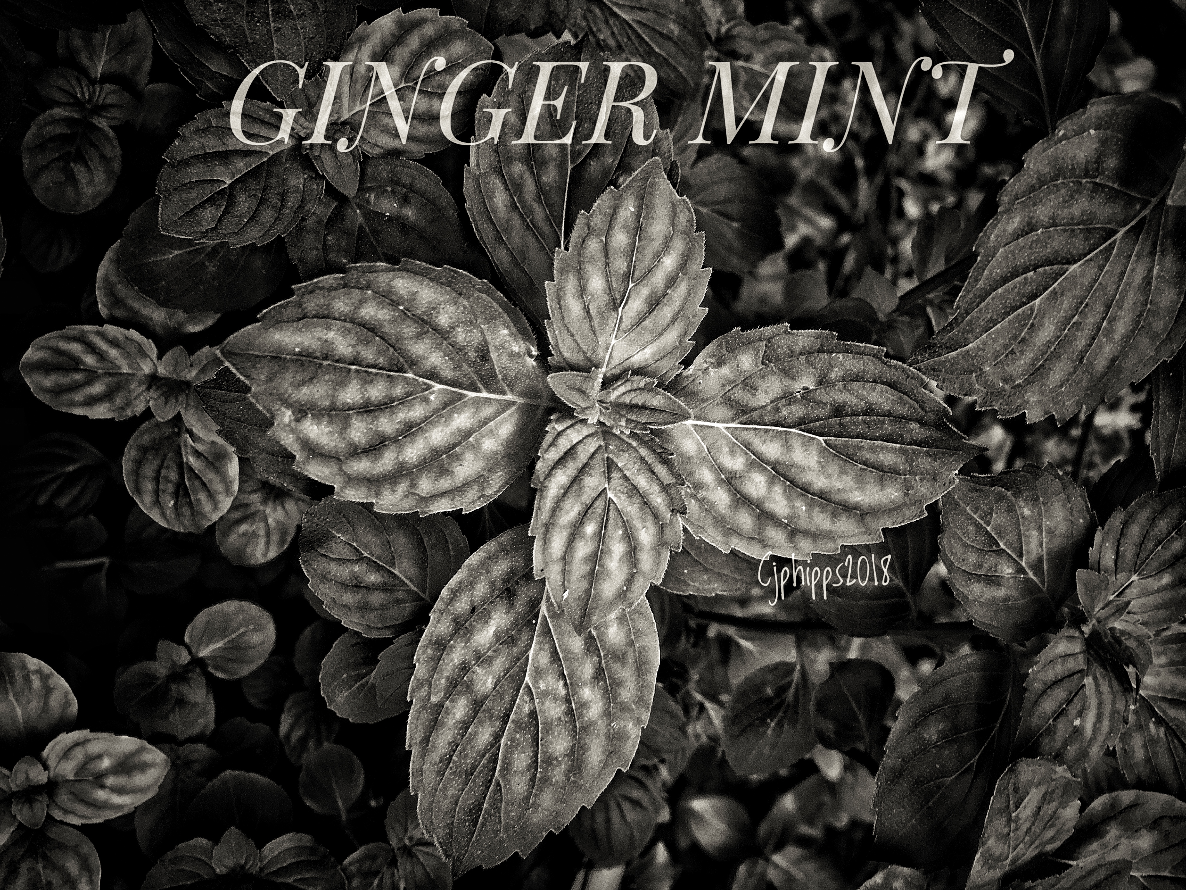 Ginger Mint