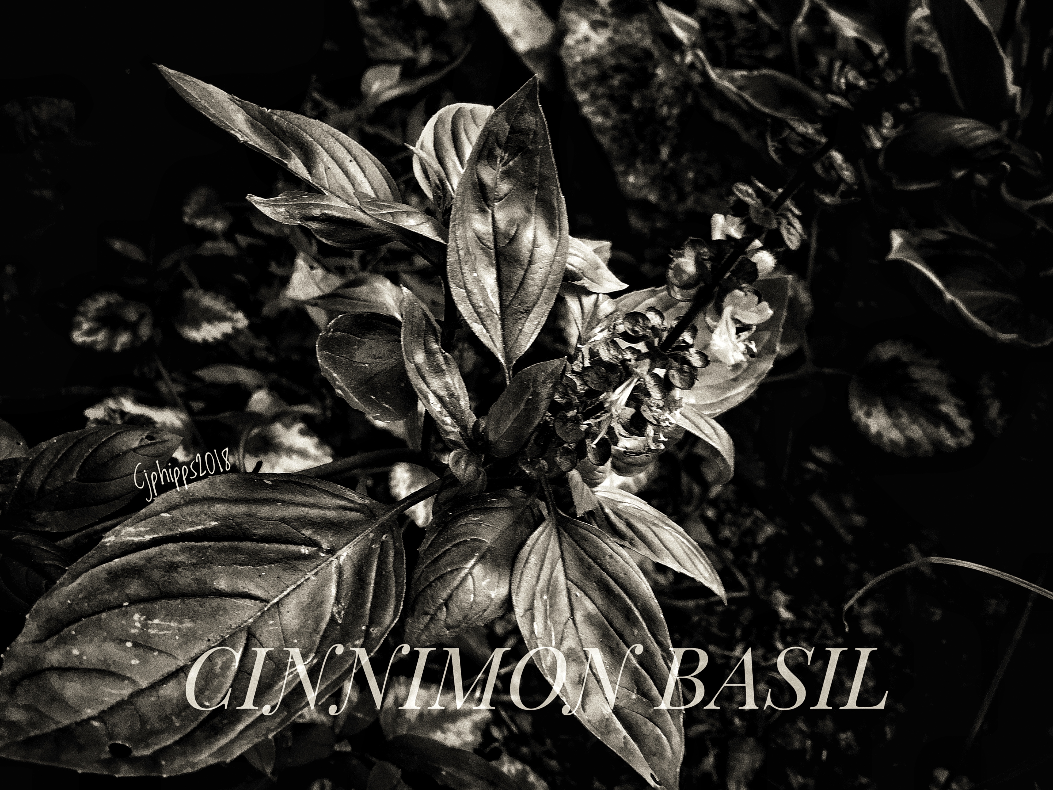 Cinnamon Basil