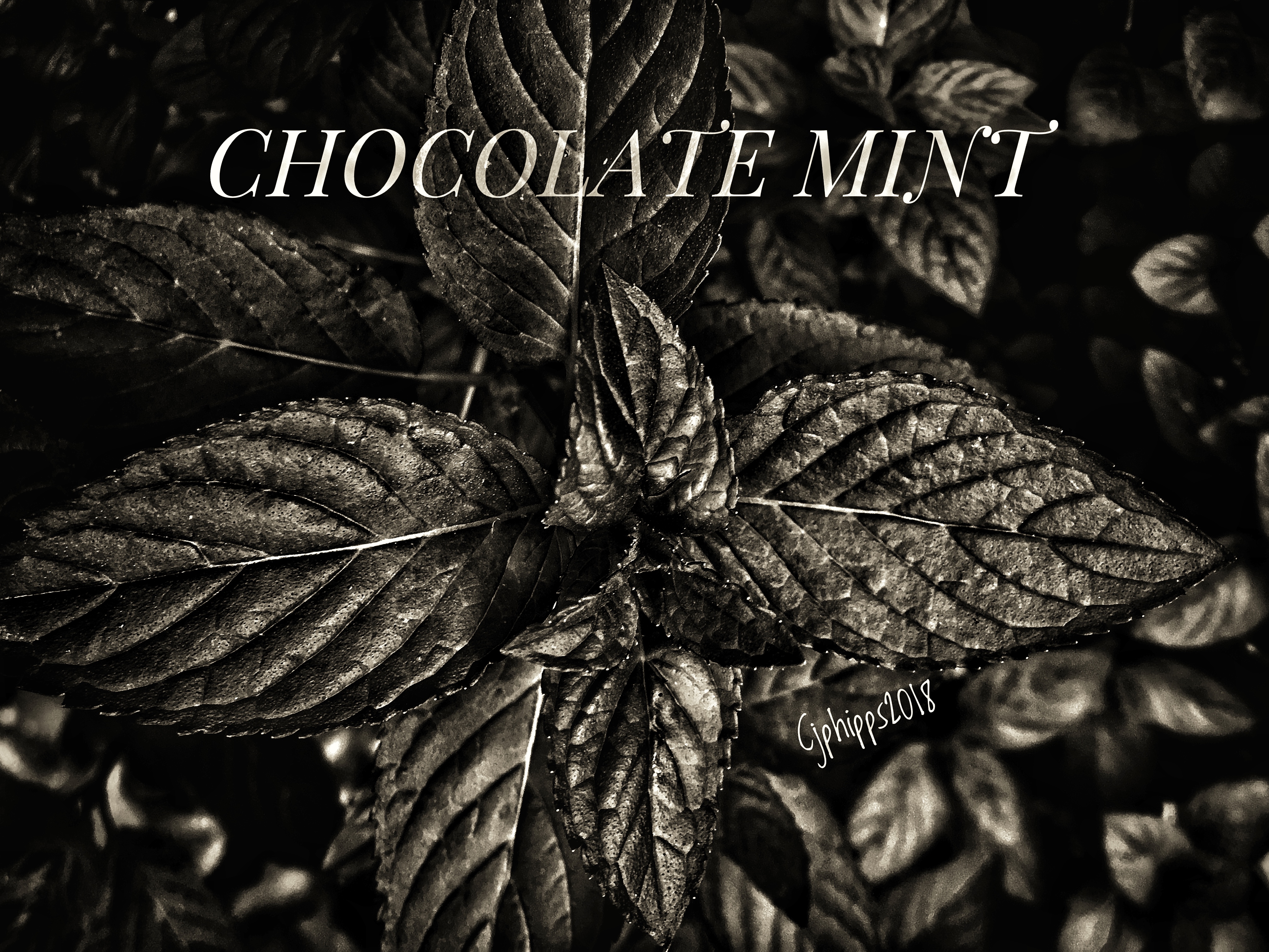 Chocolate Mint
