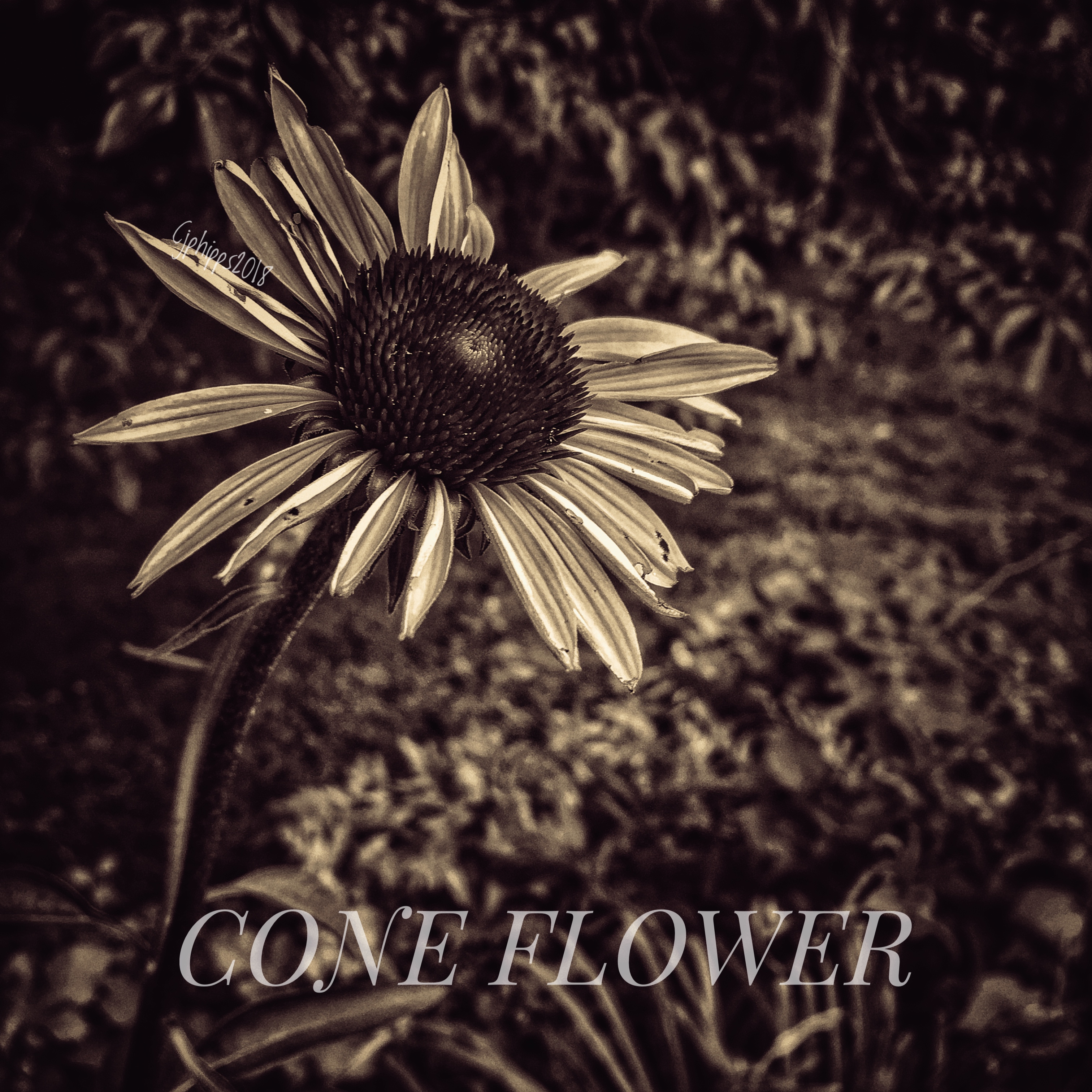  Coneflower