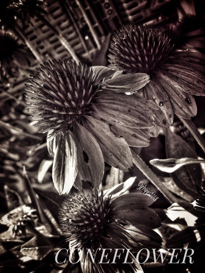 Coneflower