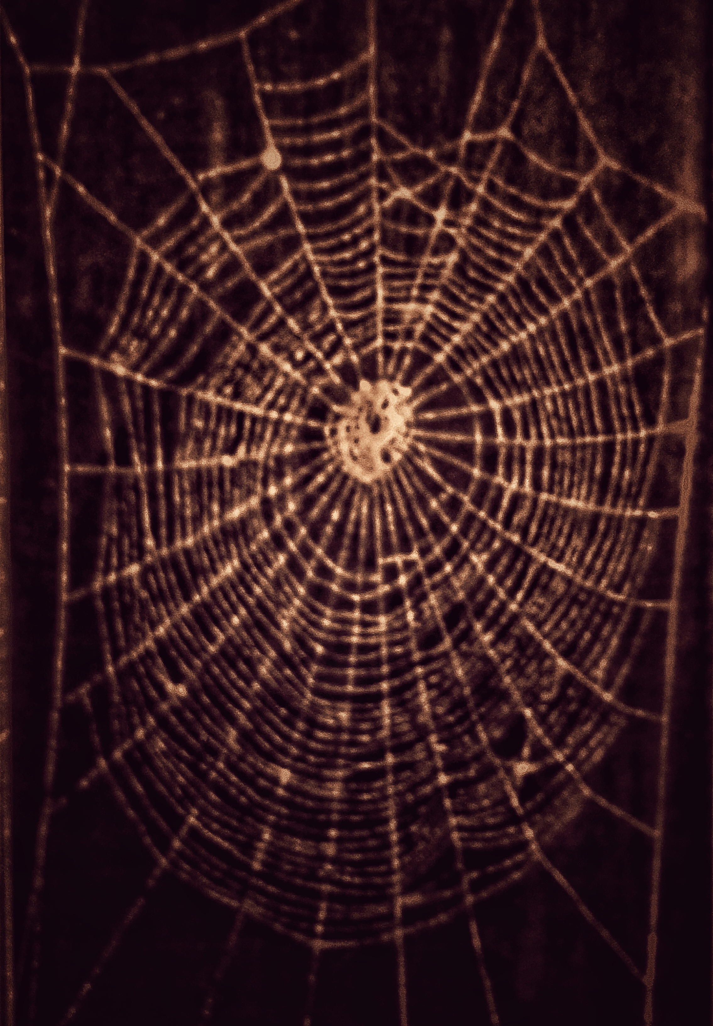 Spider Web on Woodcut