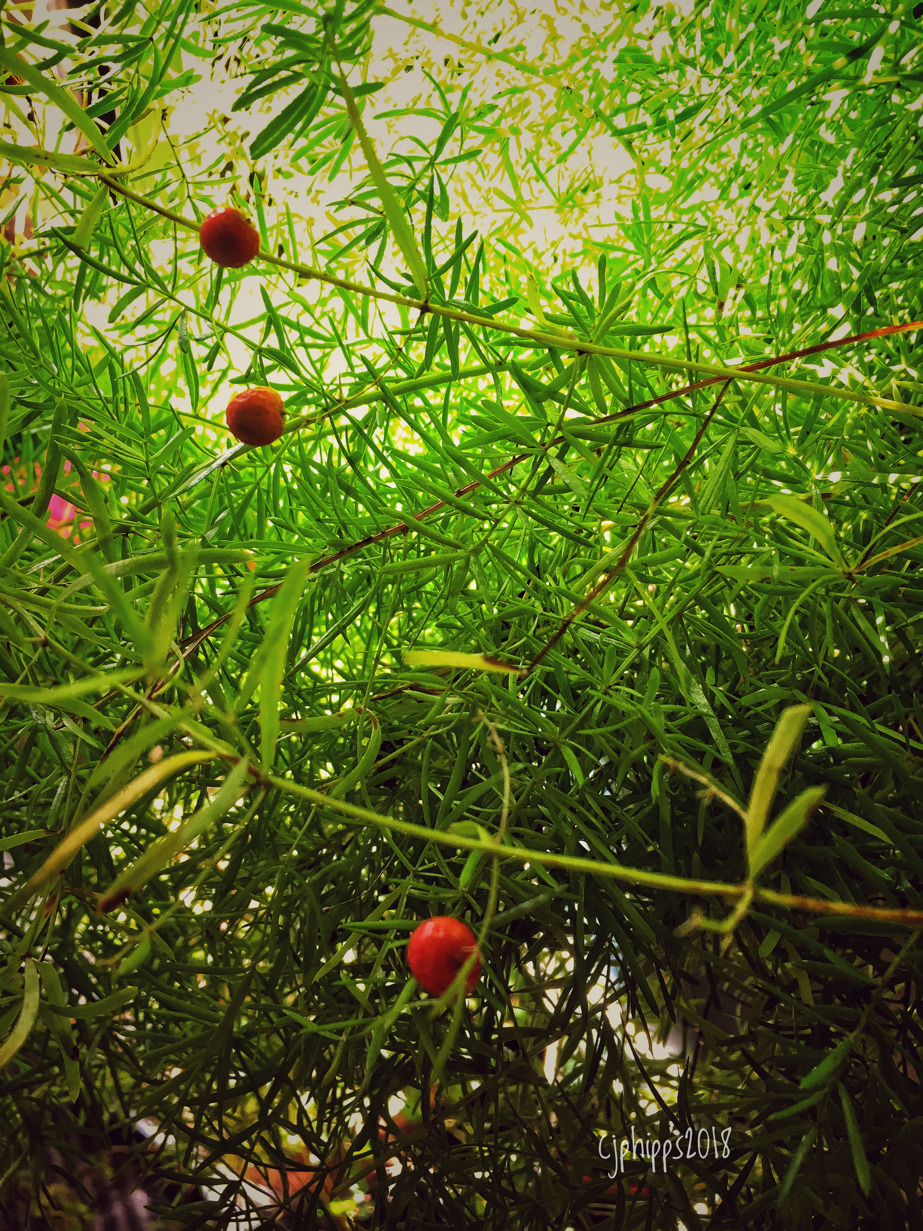 Blooming Asparagus Fern