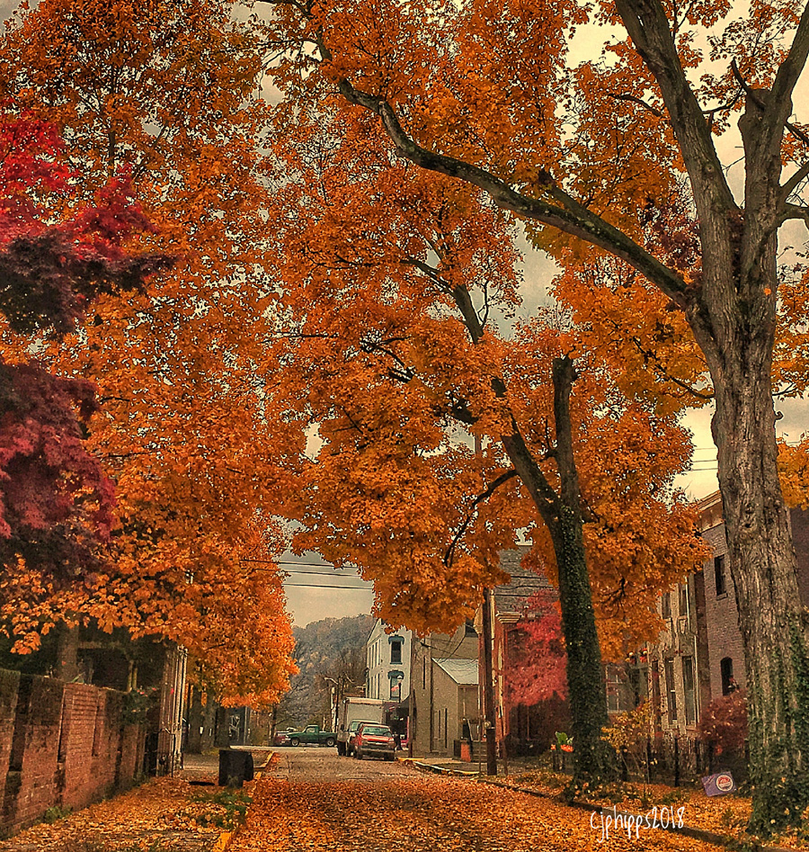 Song-- Trees, by the Platters