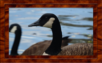 2017-05-25 Hospital Pond