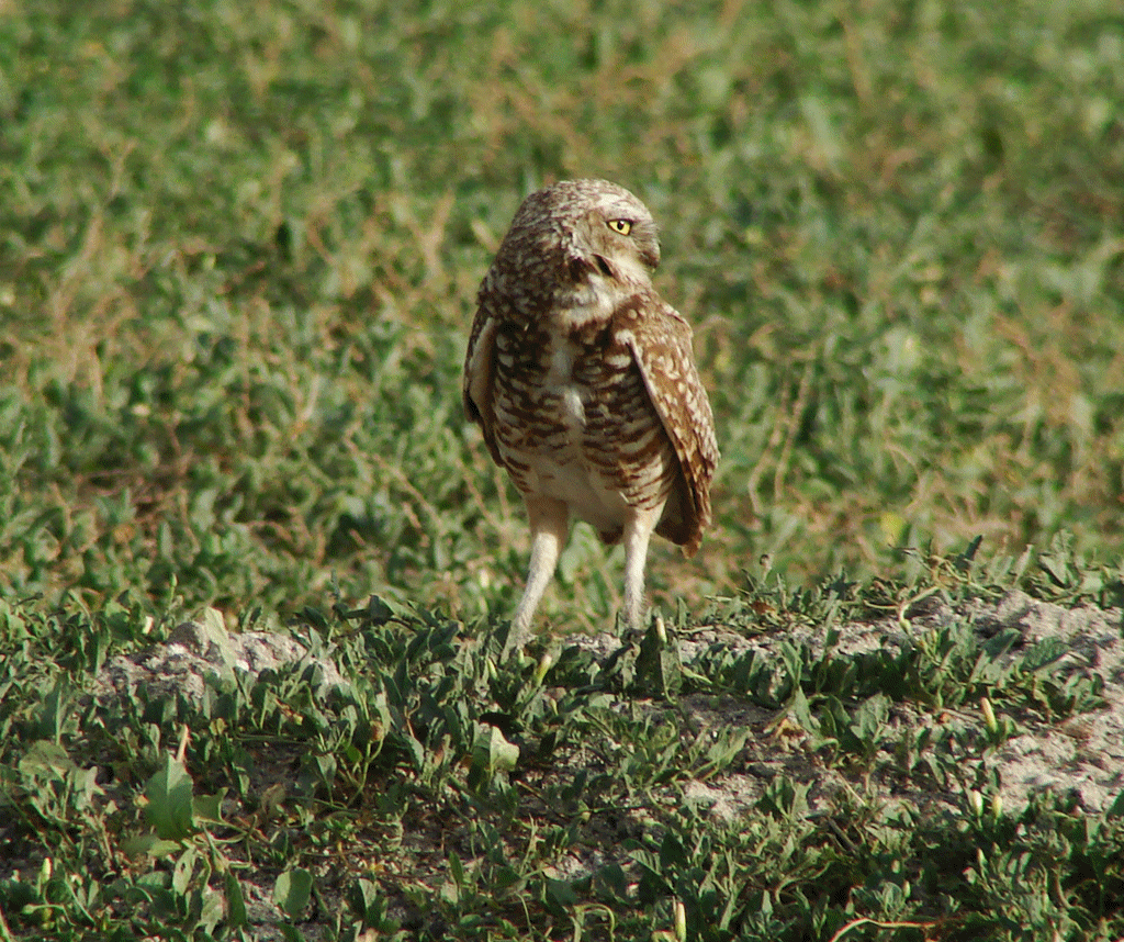 Burrowing owl 2 (Wildlife).gif