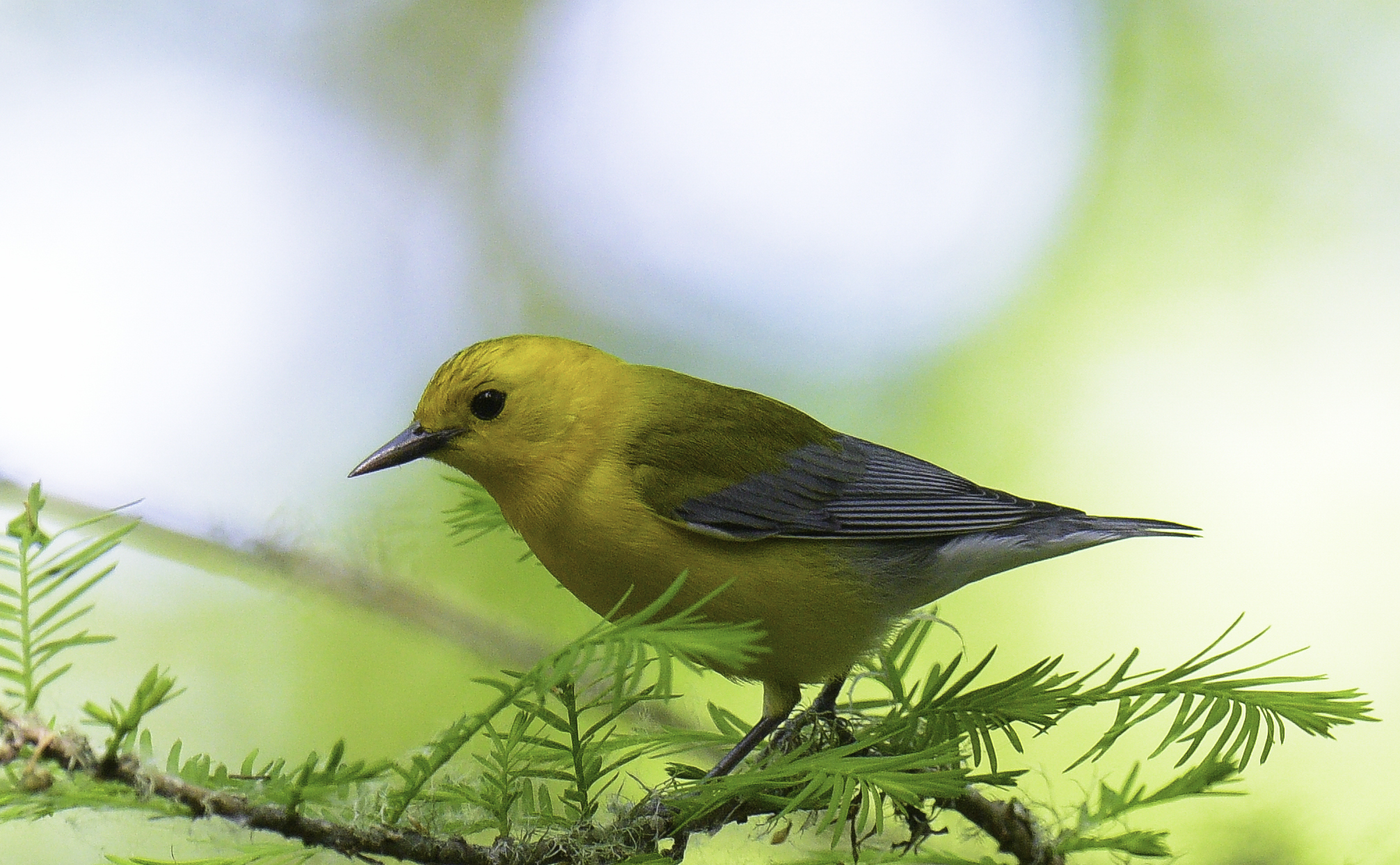 Prothonotary Warbler