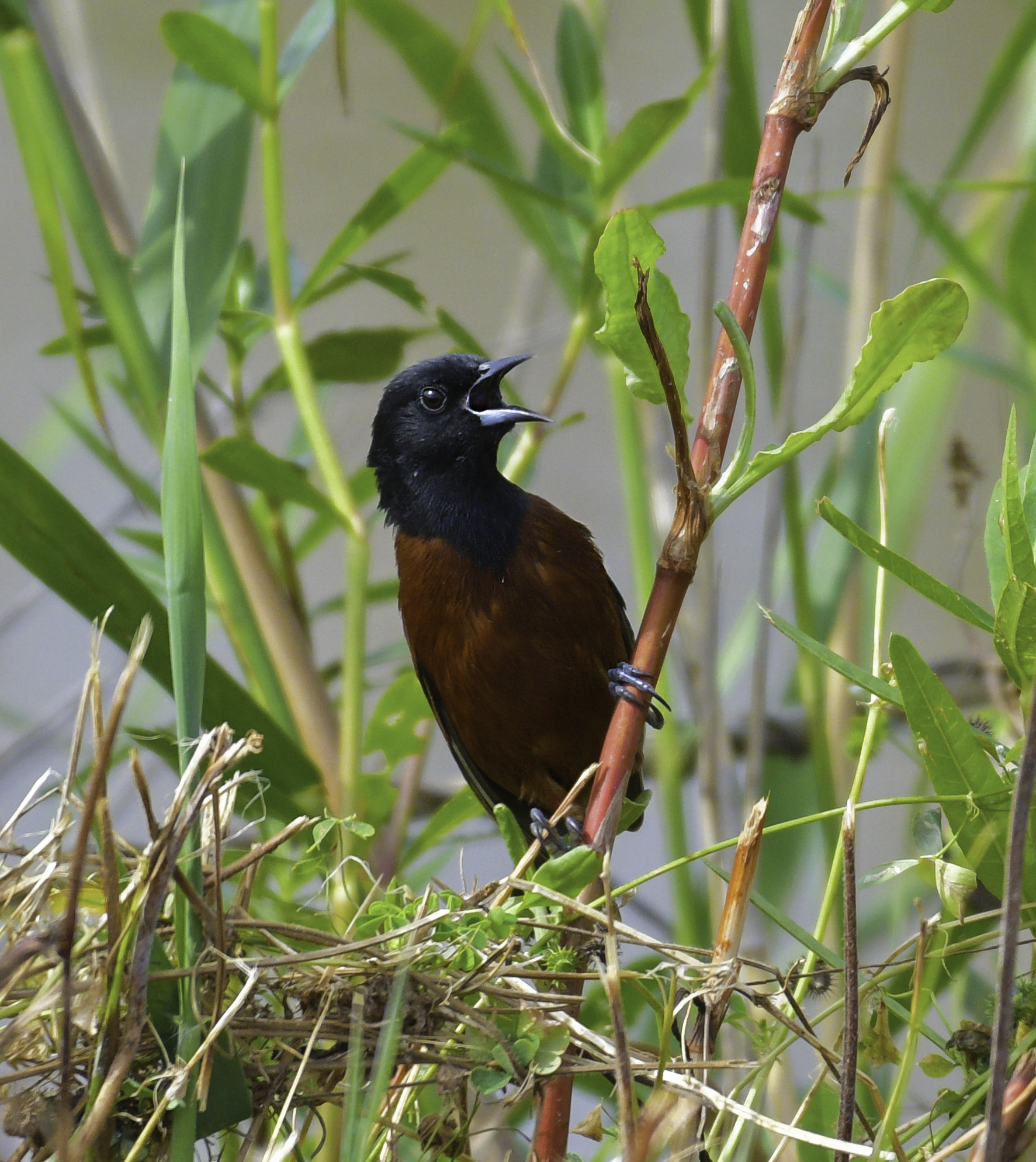 Orchard Oriole